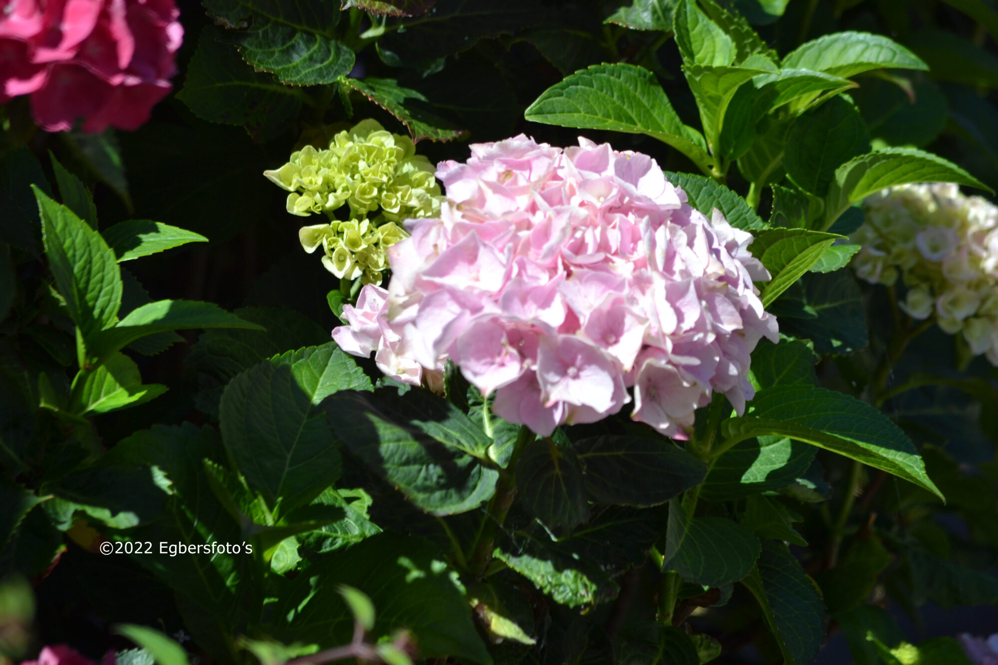 Hortensia