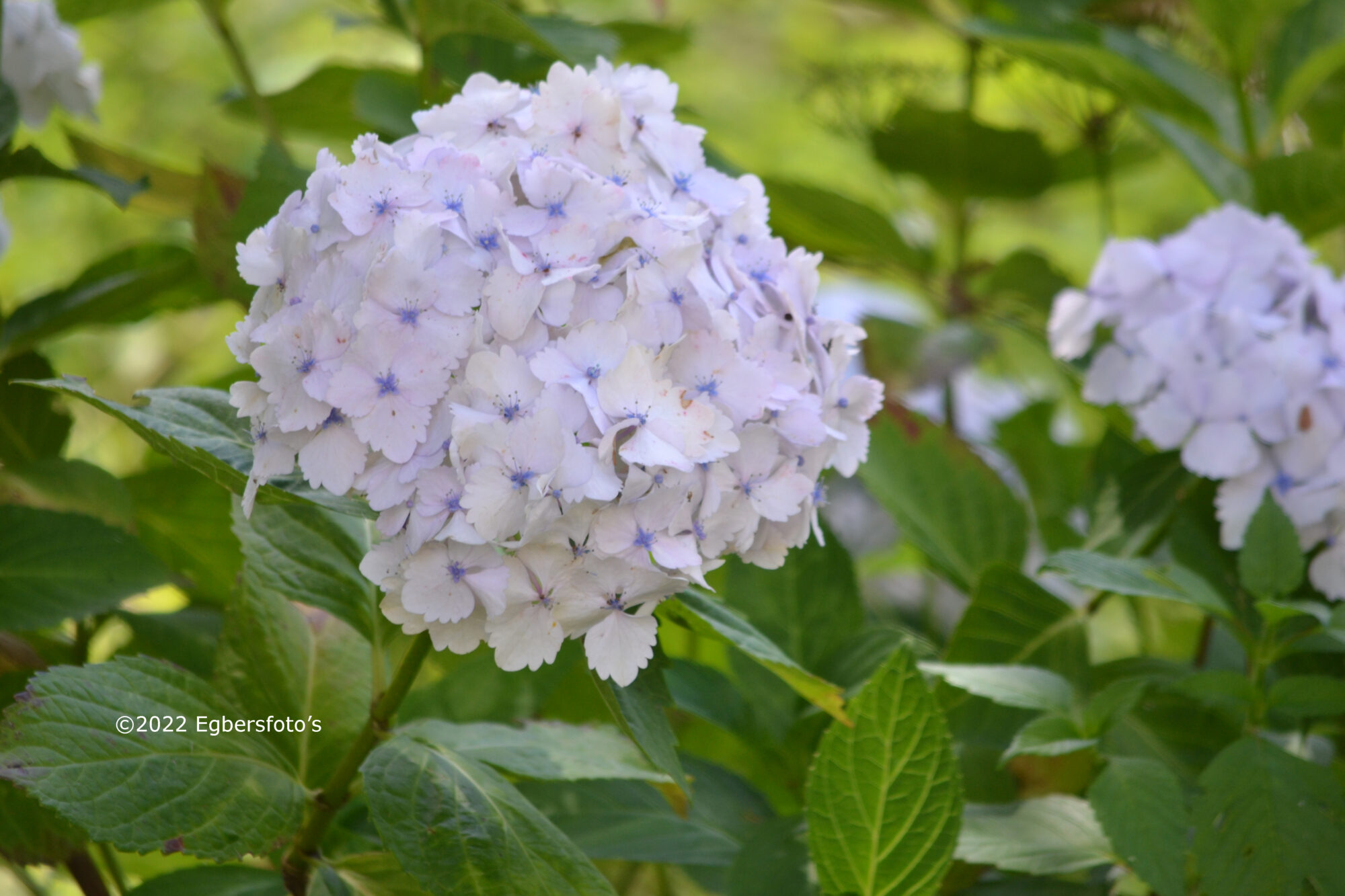 Hortensia