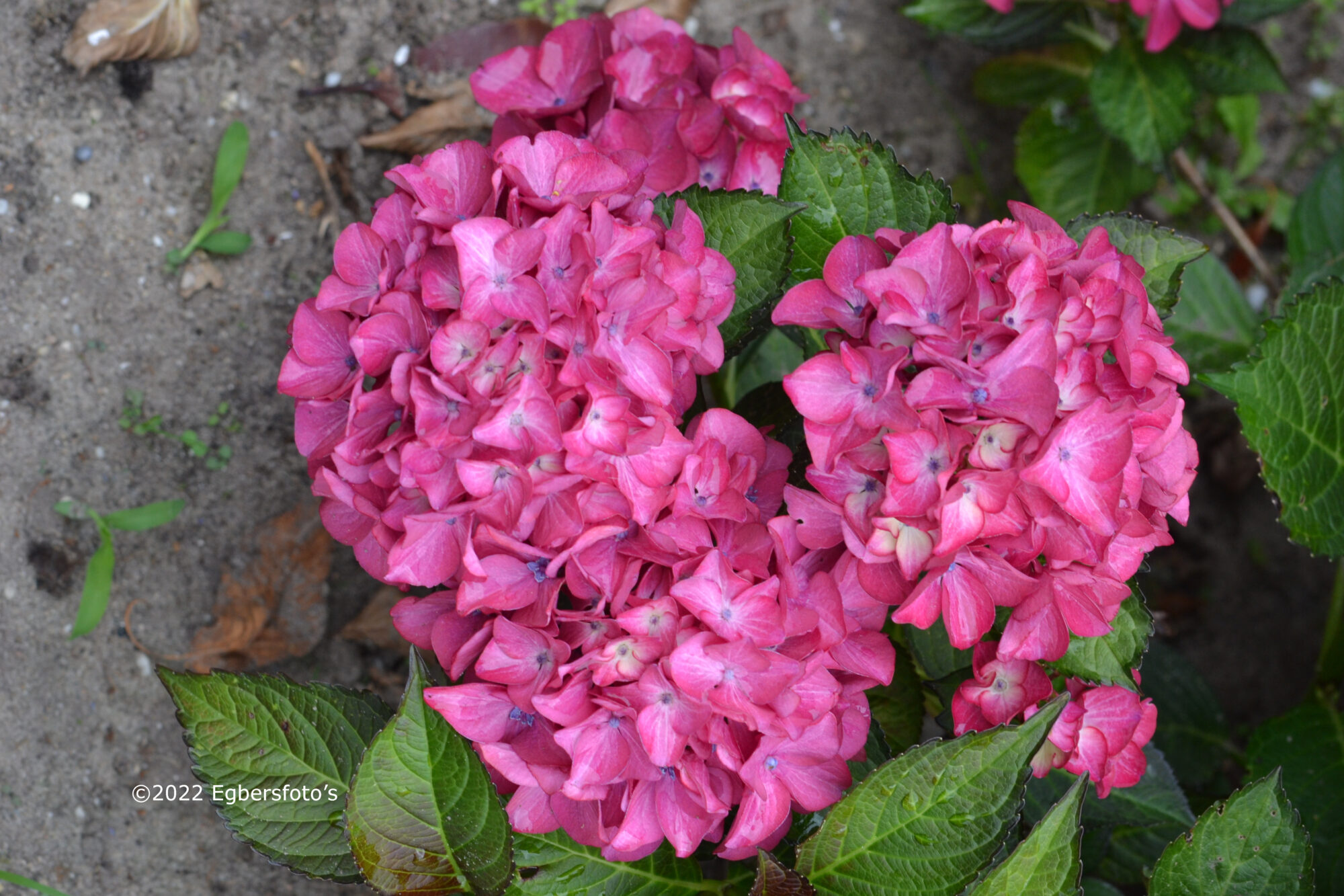 Hortensia