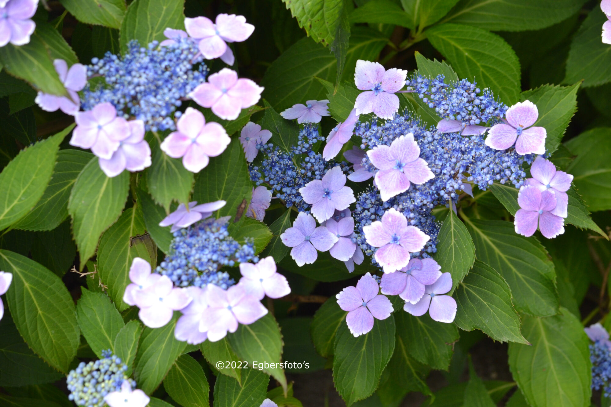 Hortensia