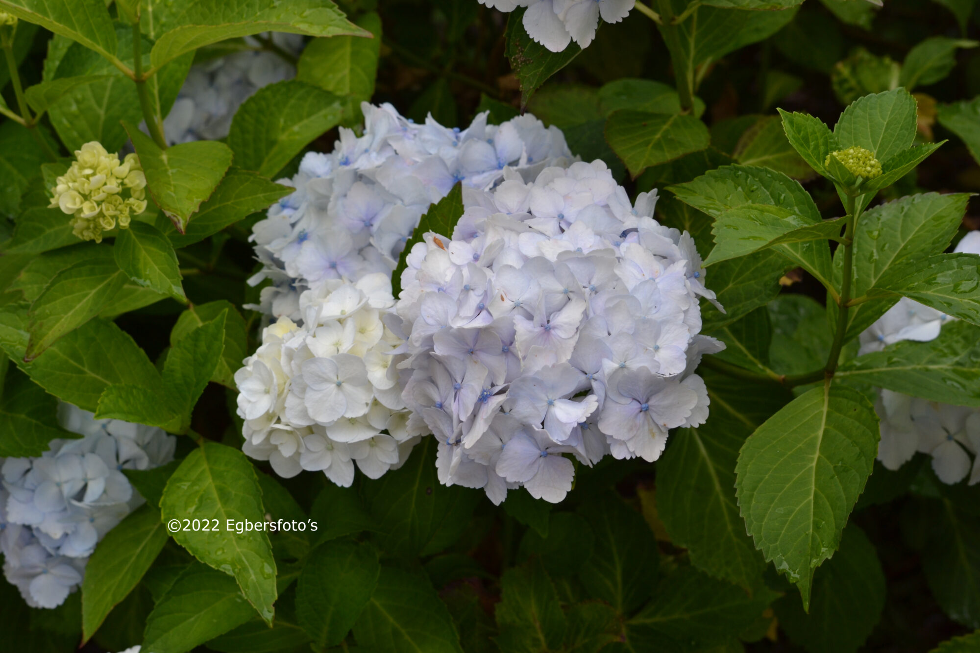 Hortensia