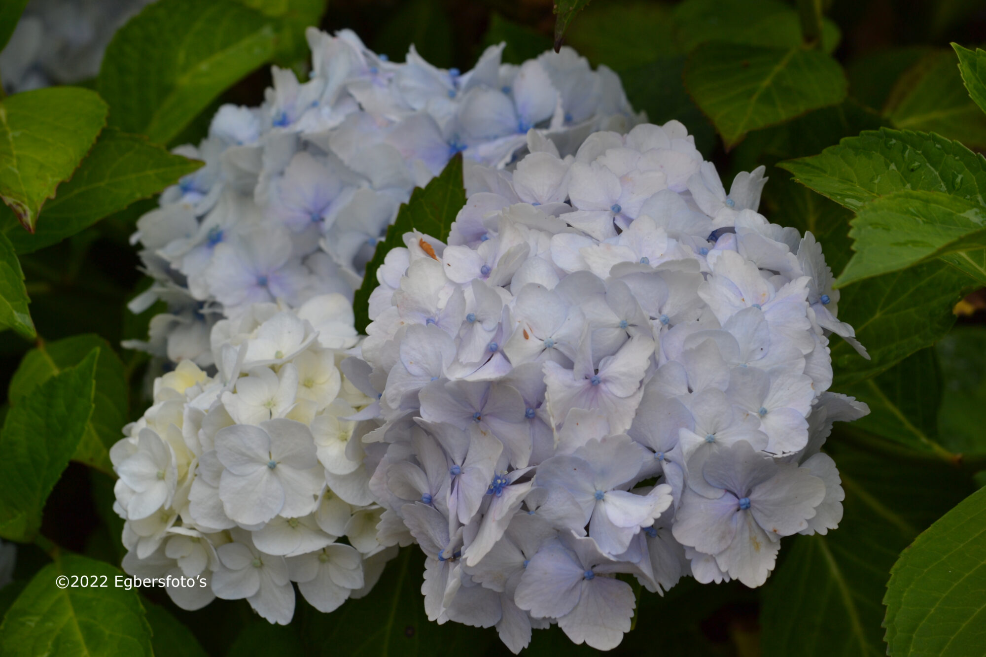 Hortensia