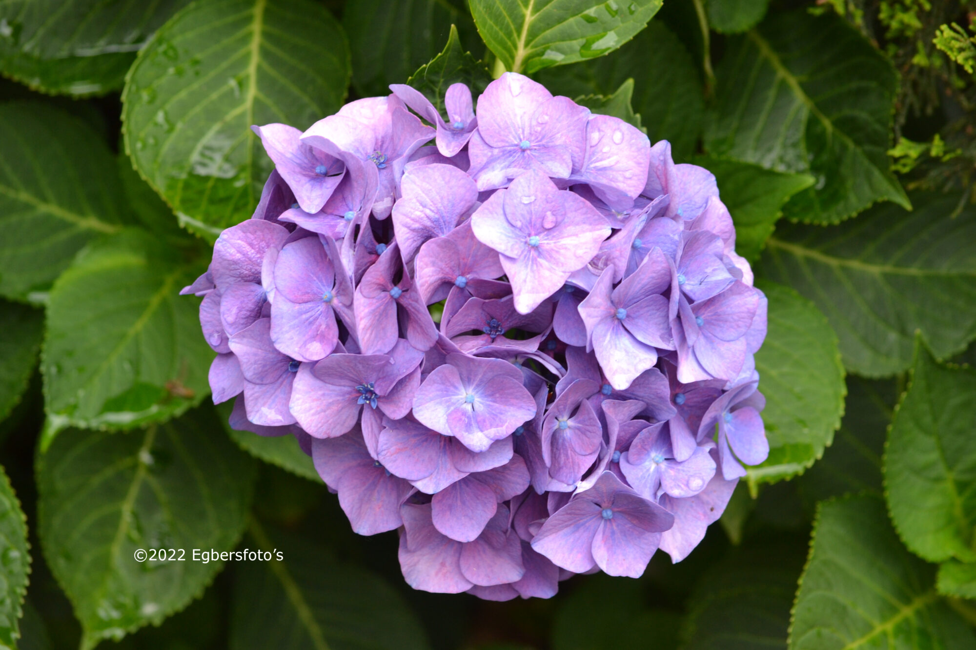 Hortensia