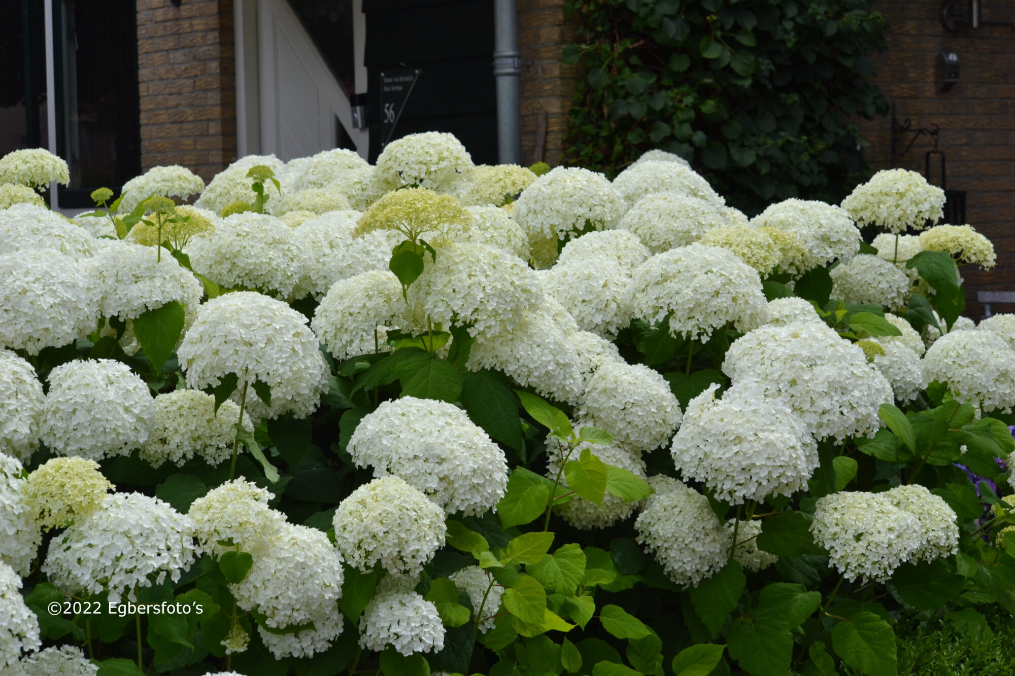 Hortensia