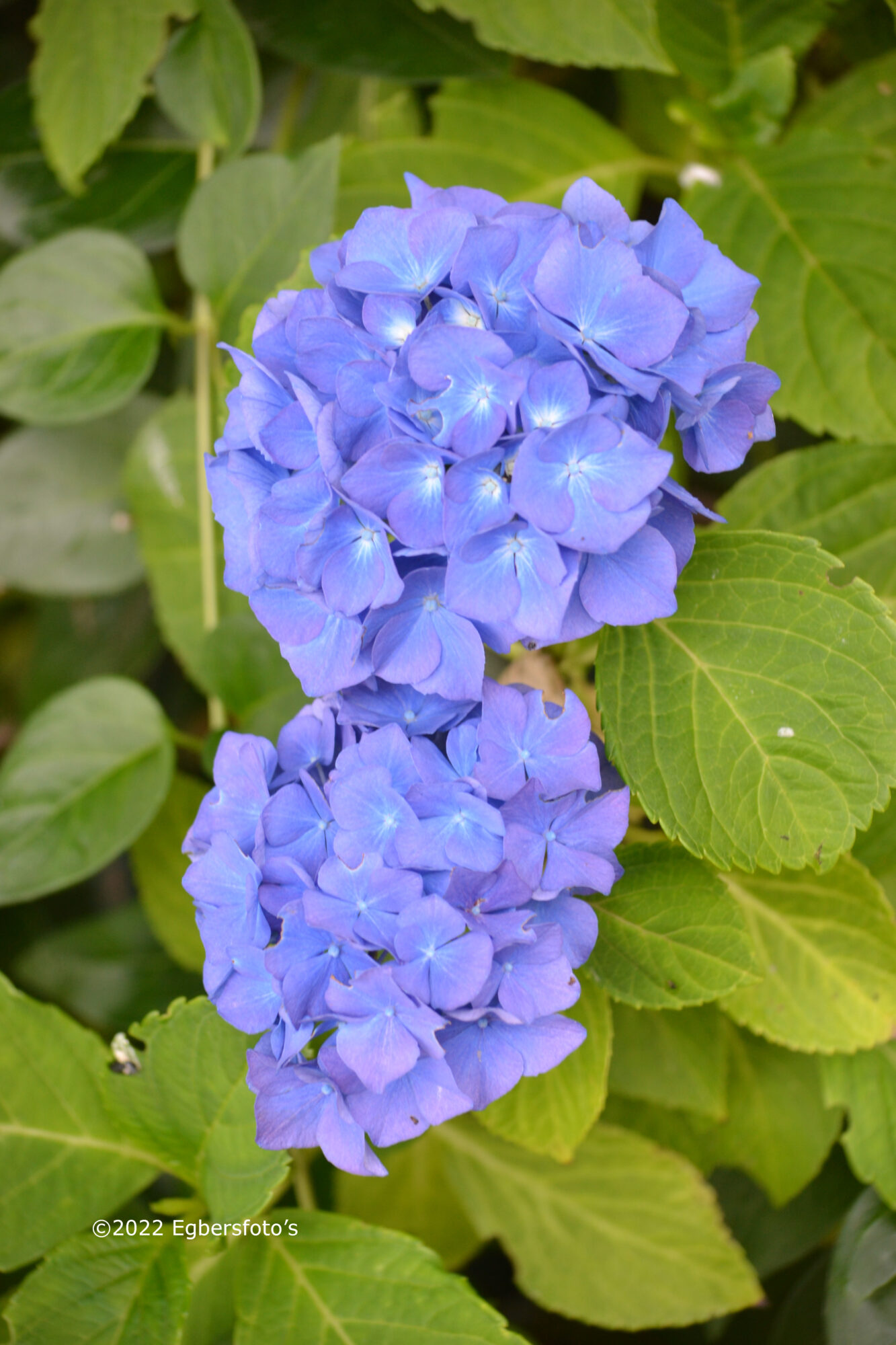 Hortensia