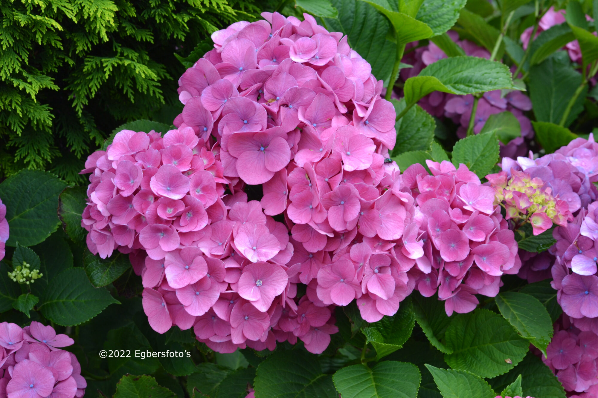 Hortensia