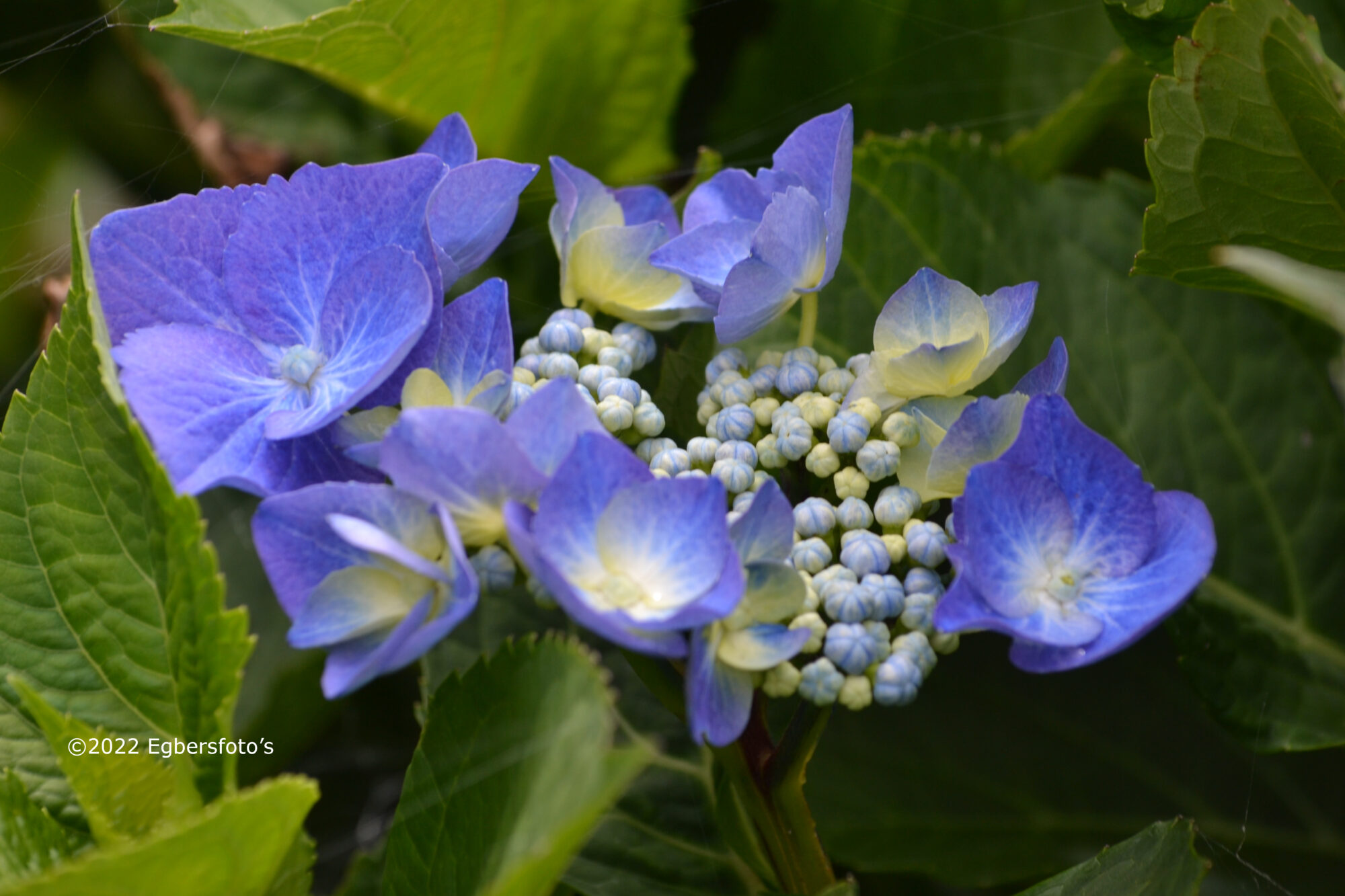 Hortensia