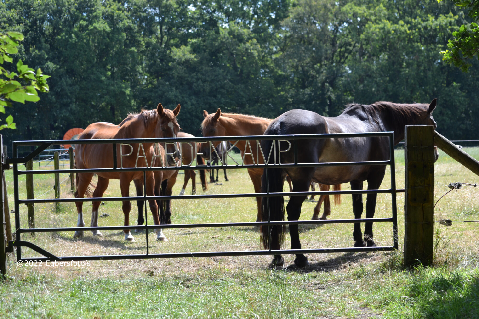 Paardenkamp