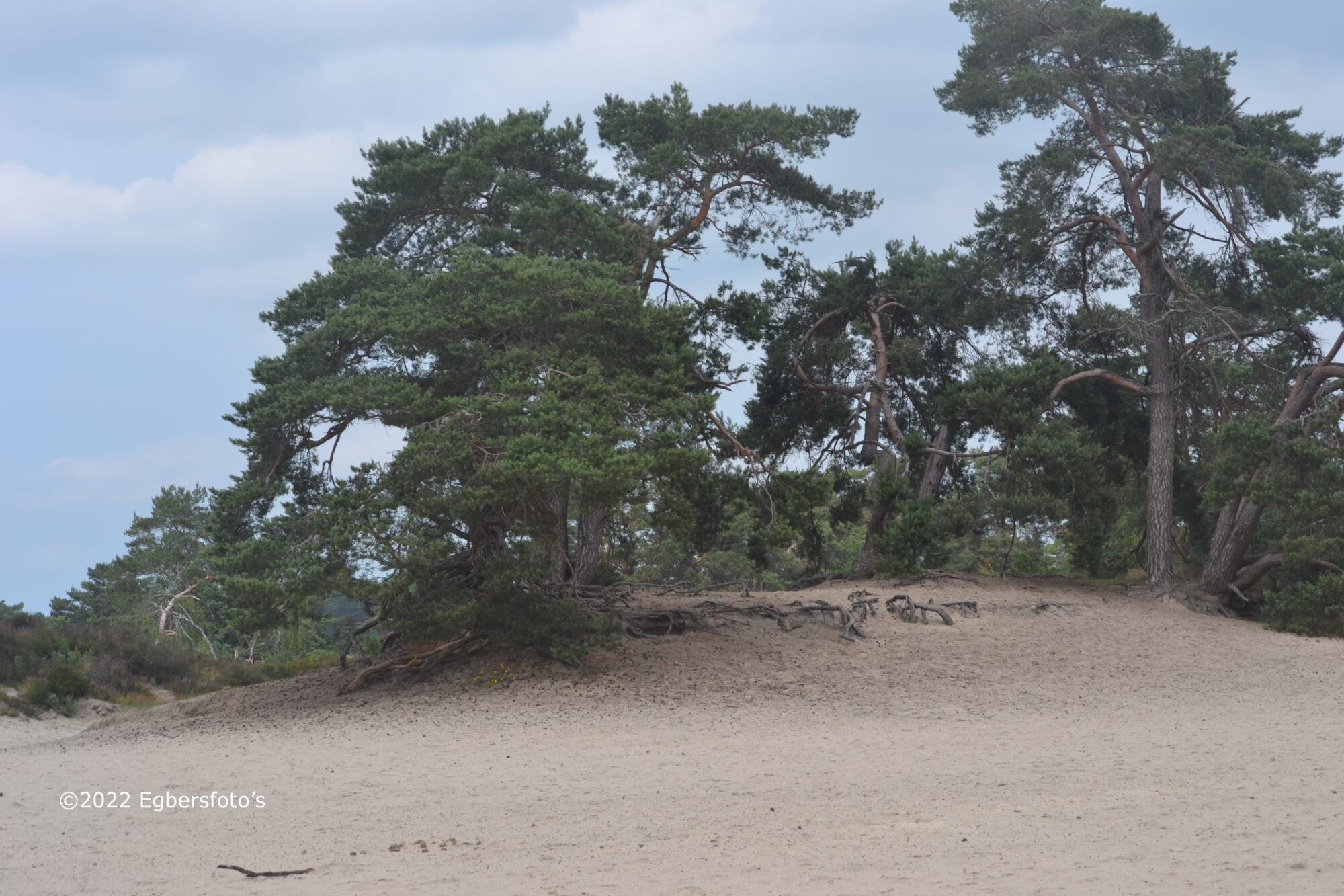 Vliegdennen Soesterduinen