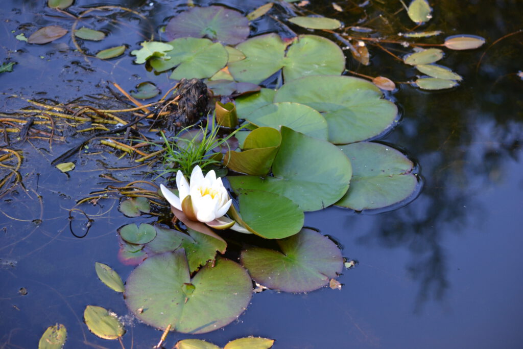 Waterlelie