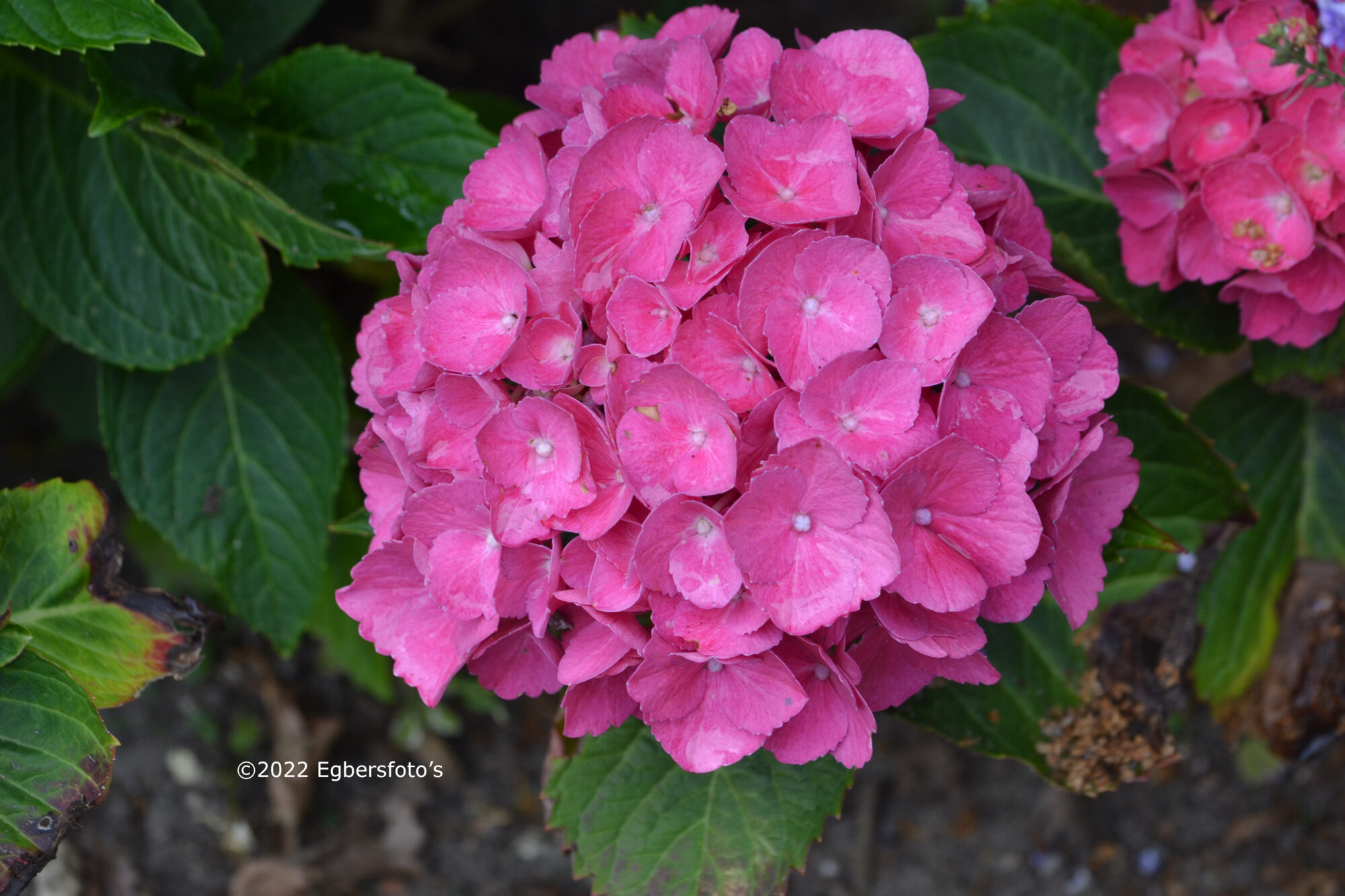 Hortensia