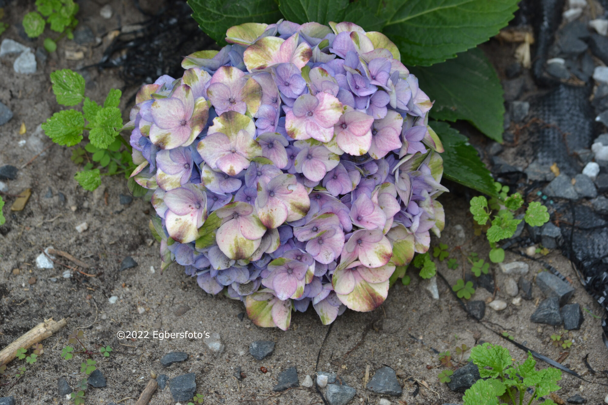 Hortensia