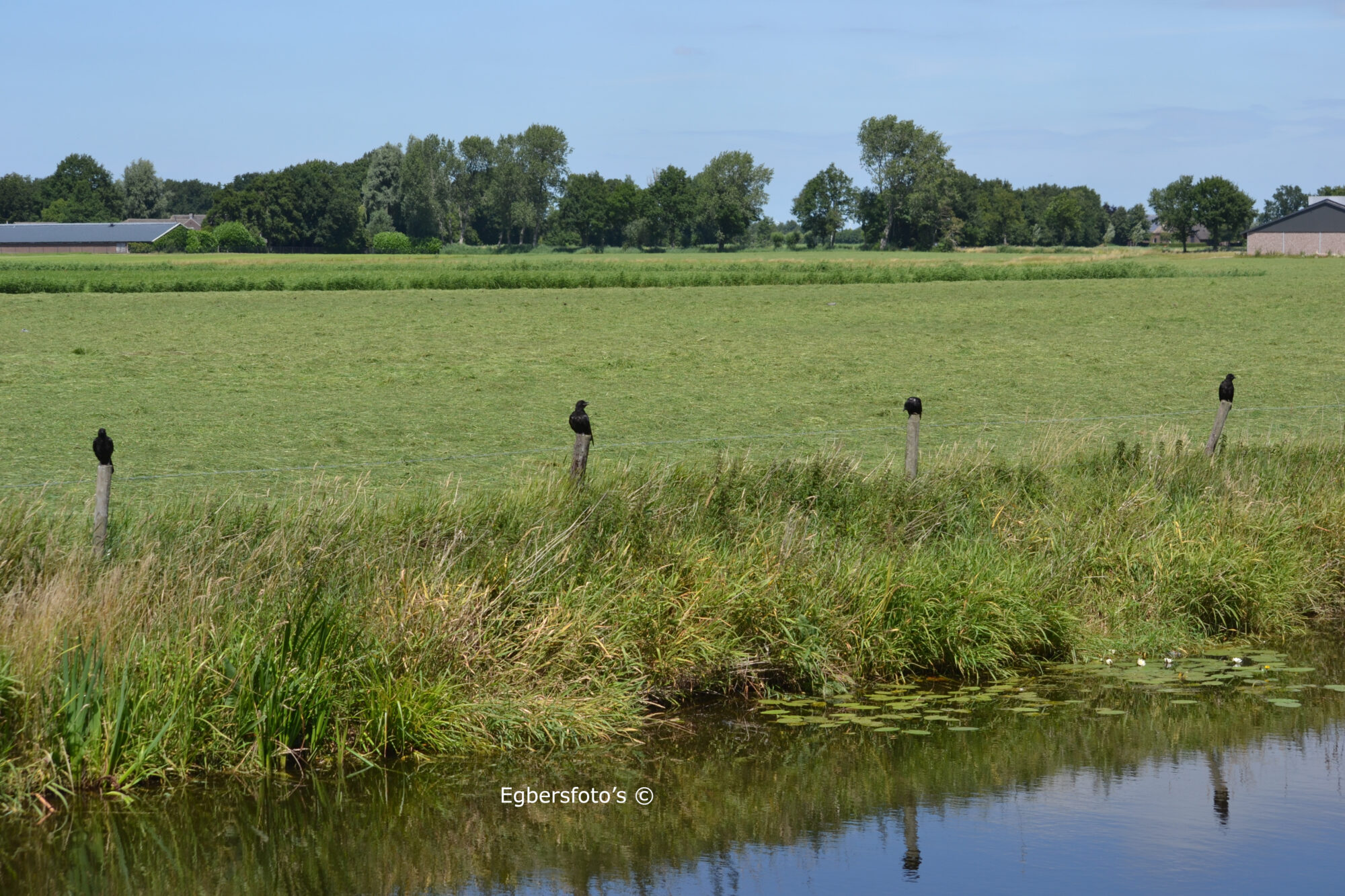 Vier kraaien op een paal