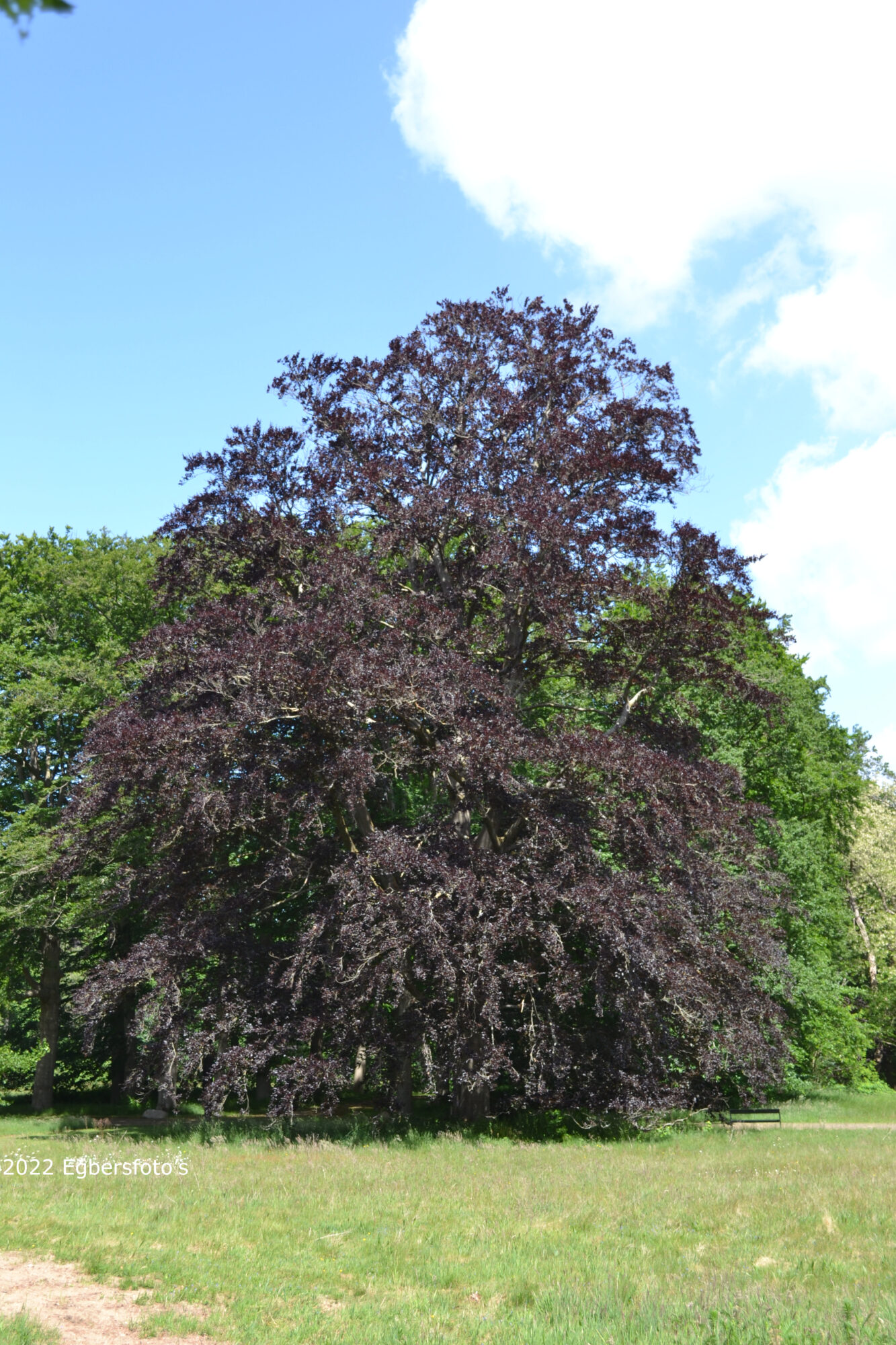 Roden beukenboom