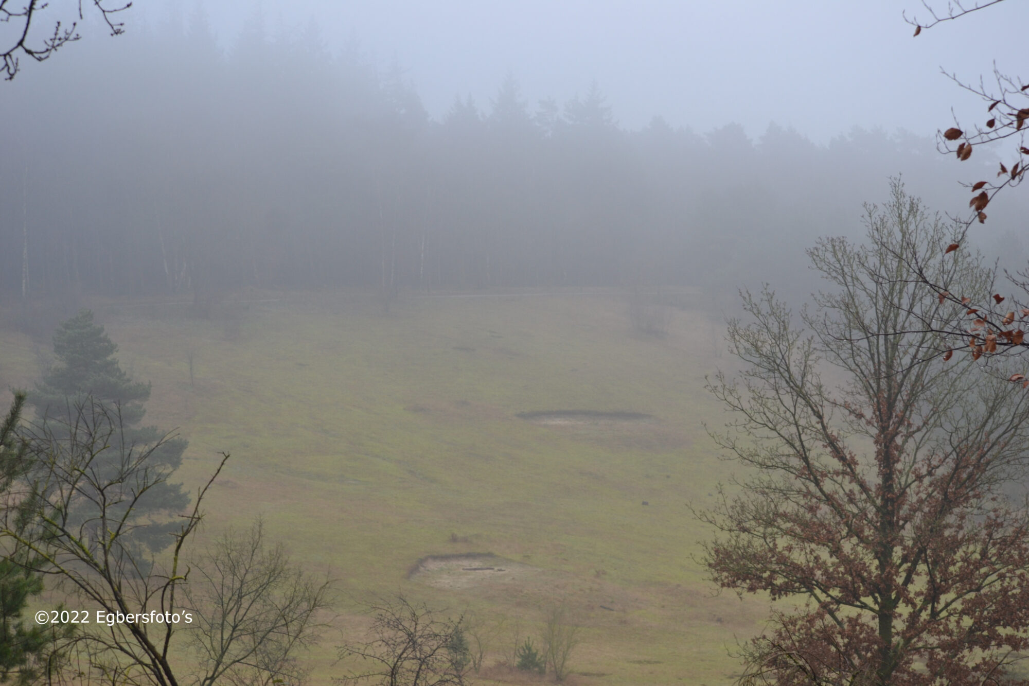 Paltz in de mist