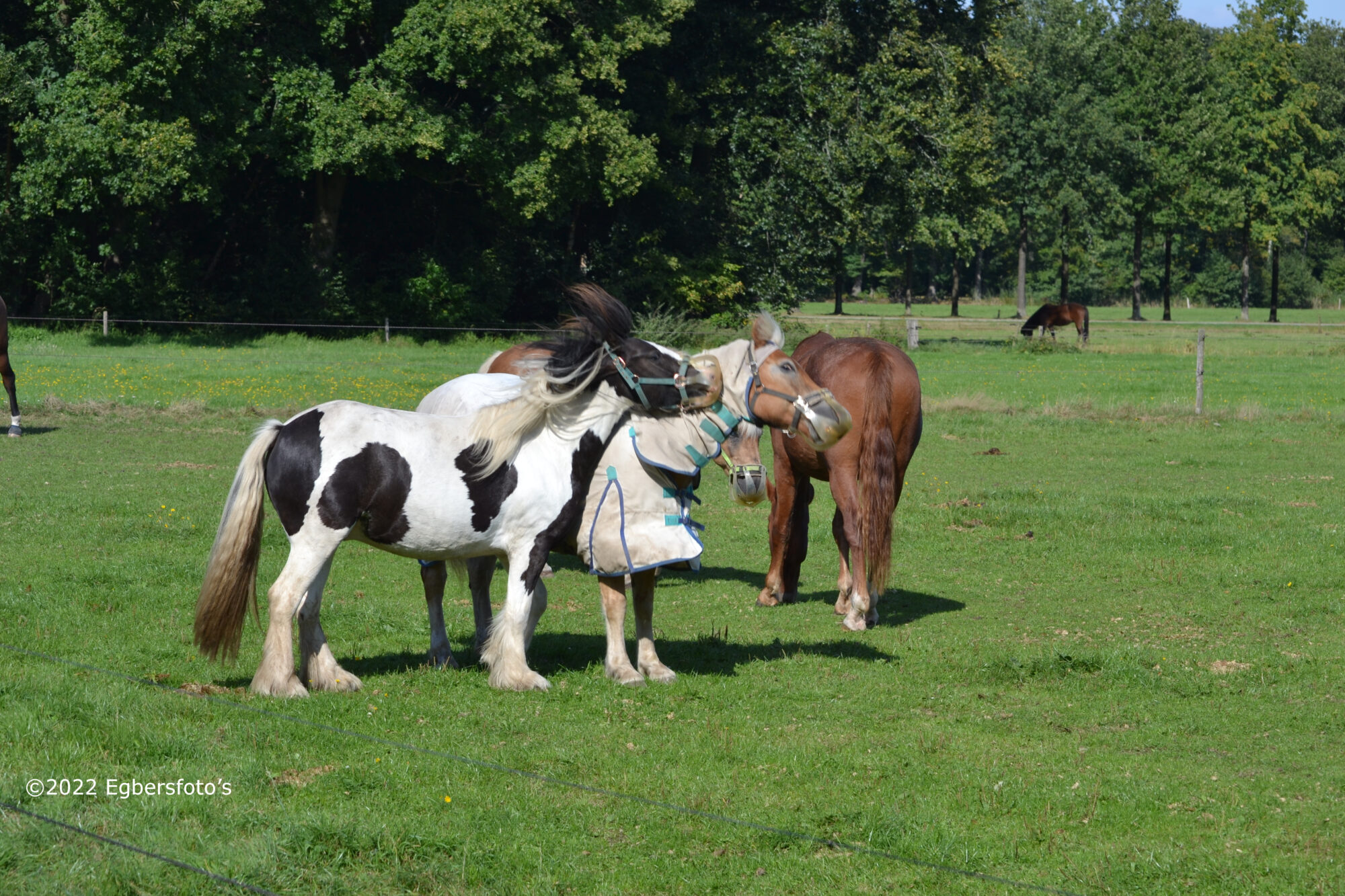 Spelende Paarden