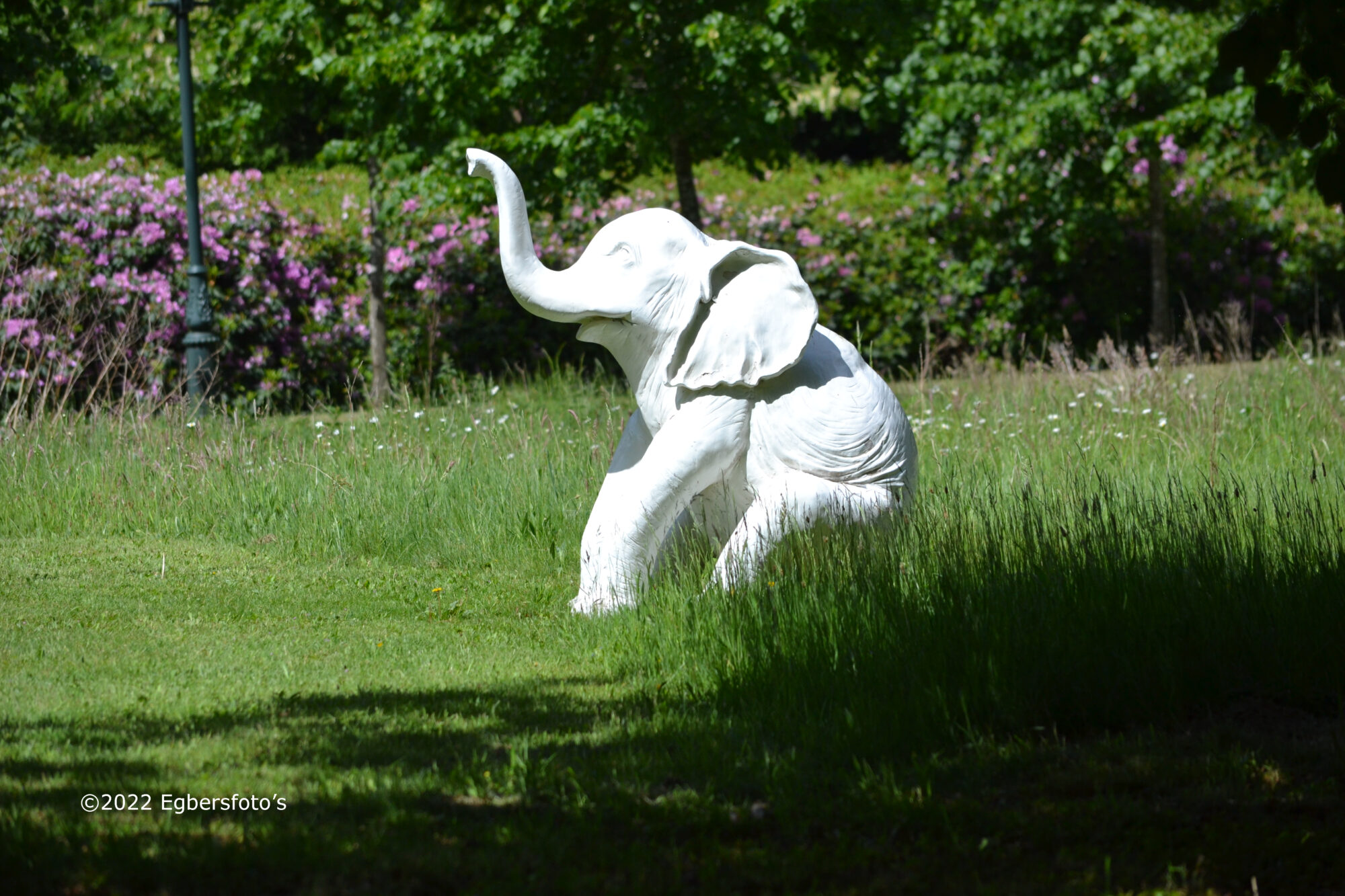 witte olifant