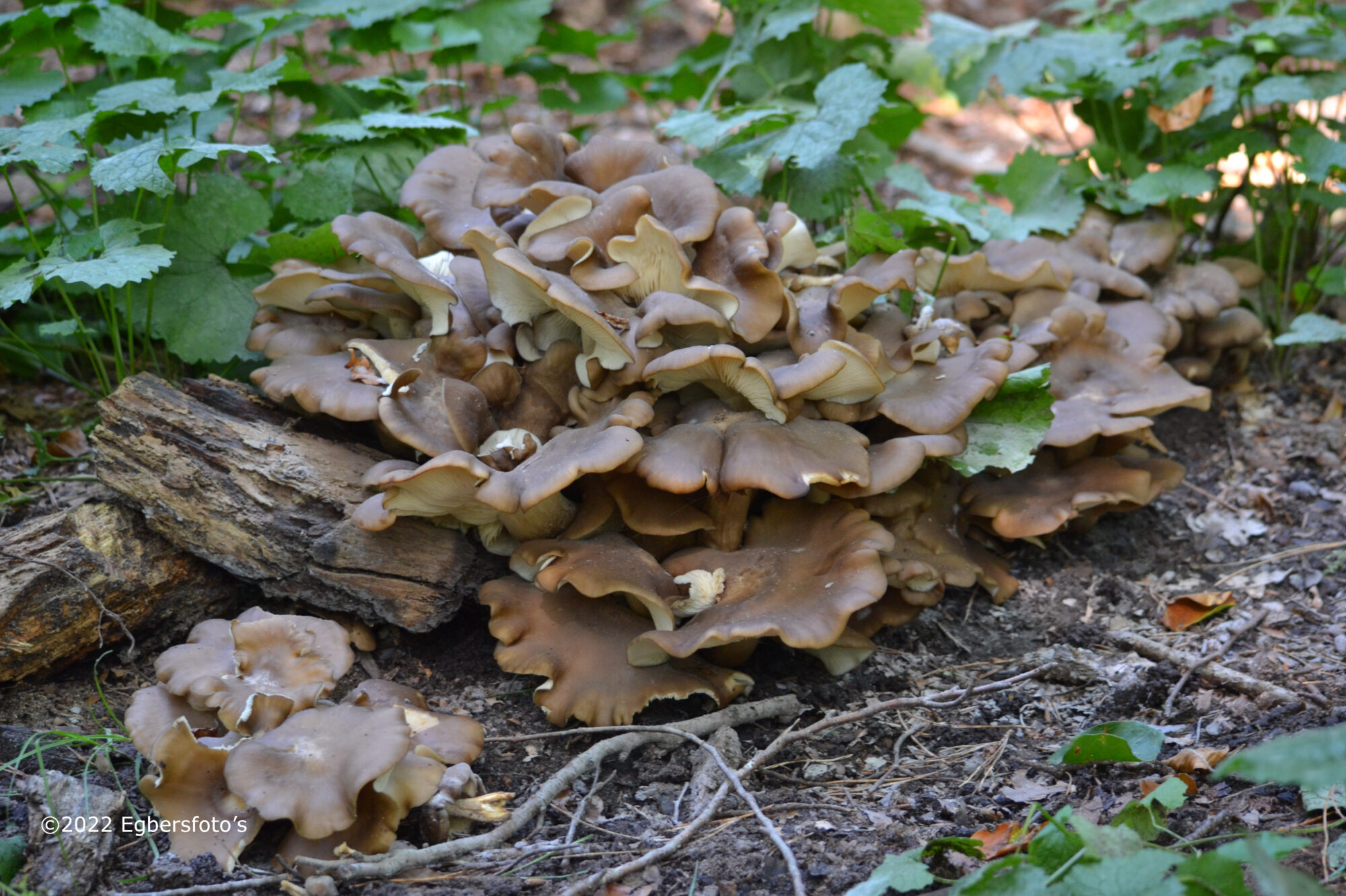 Hen of the wood