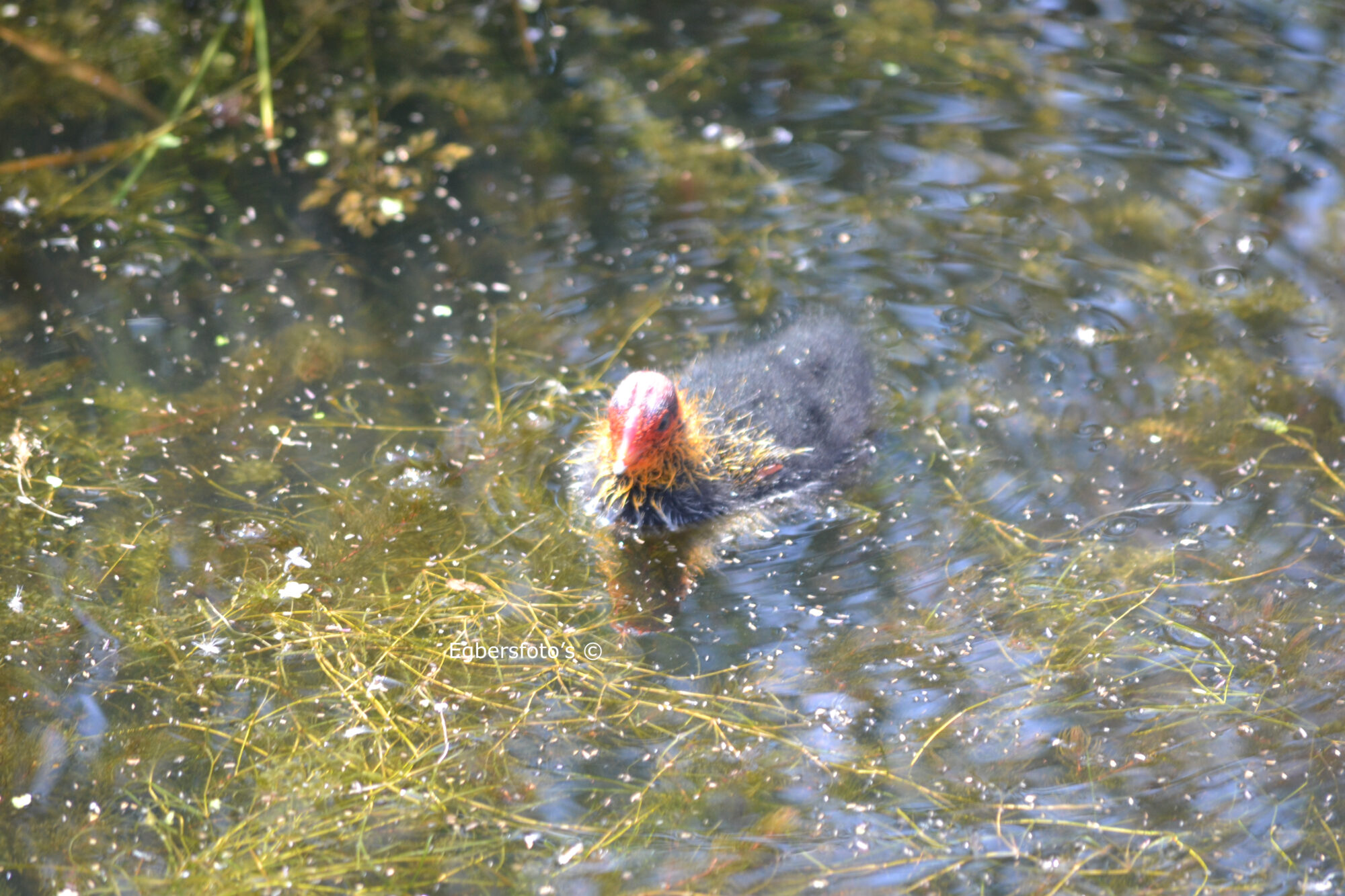 Meerkoet jong