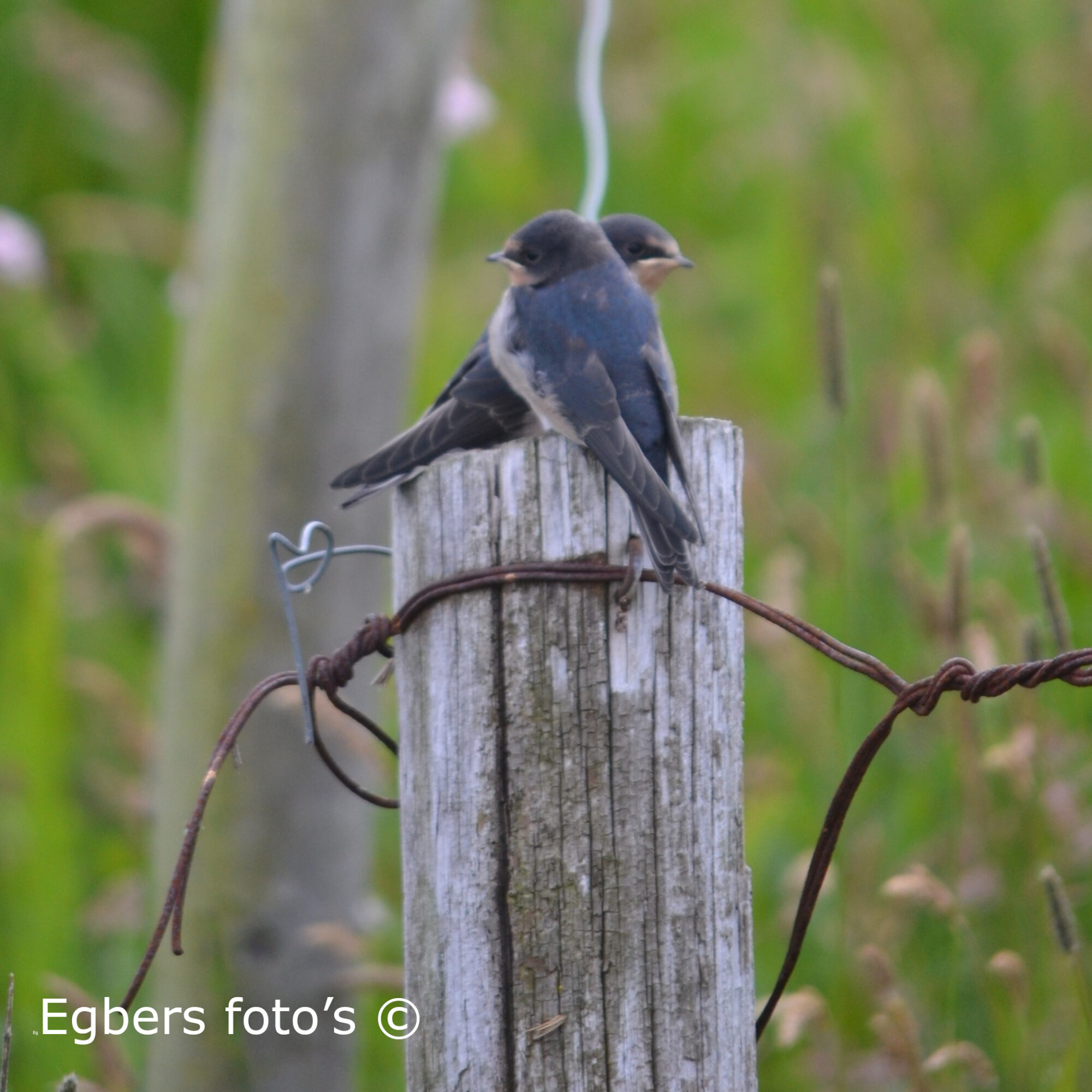 Boeren Zwaluwen op een paal