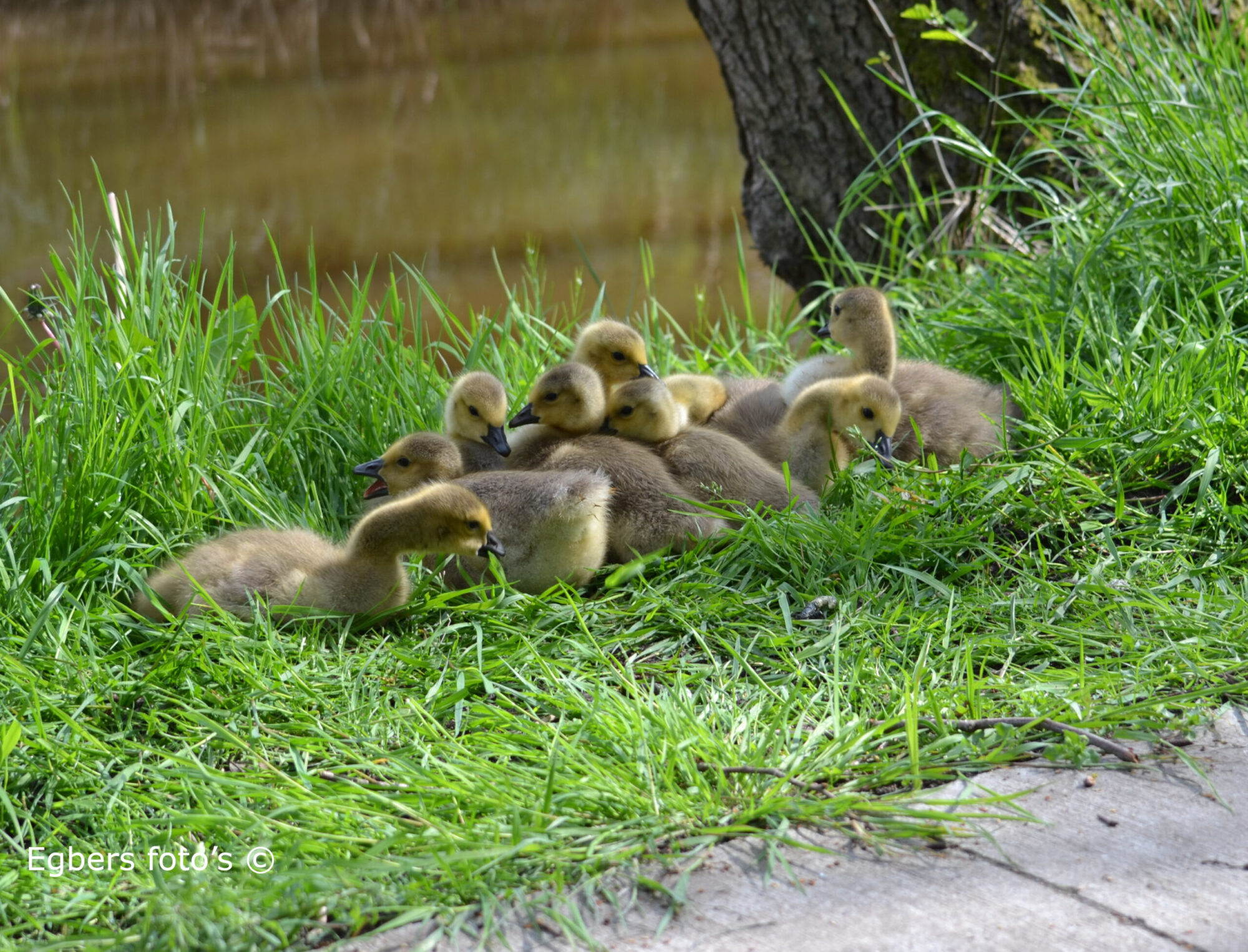 Canadese ganzen met jongen