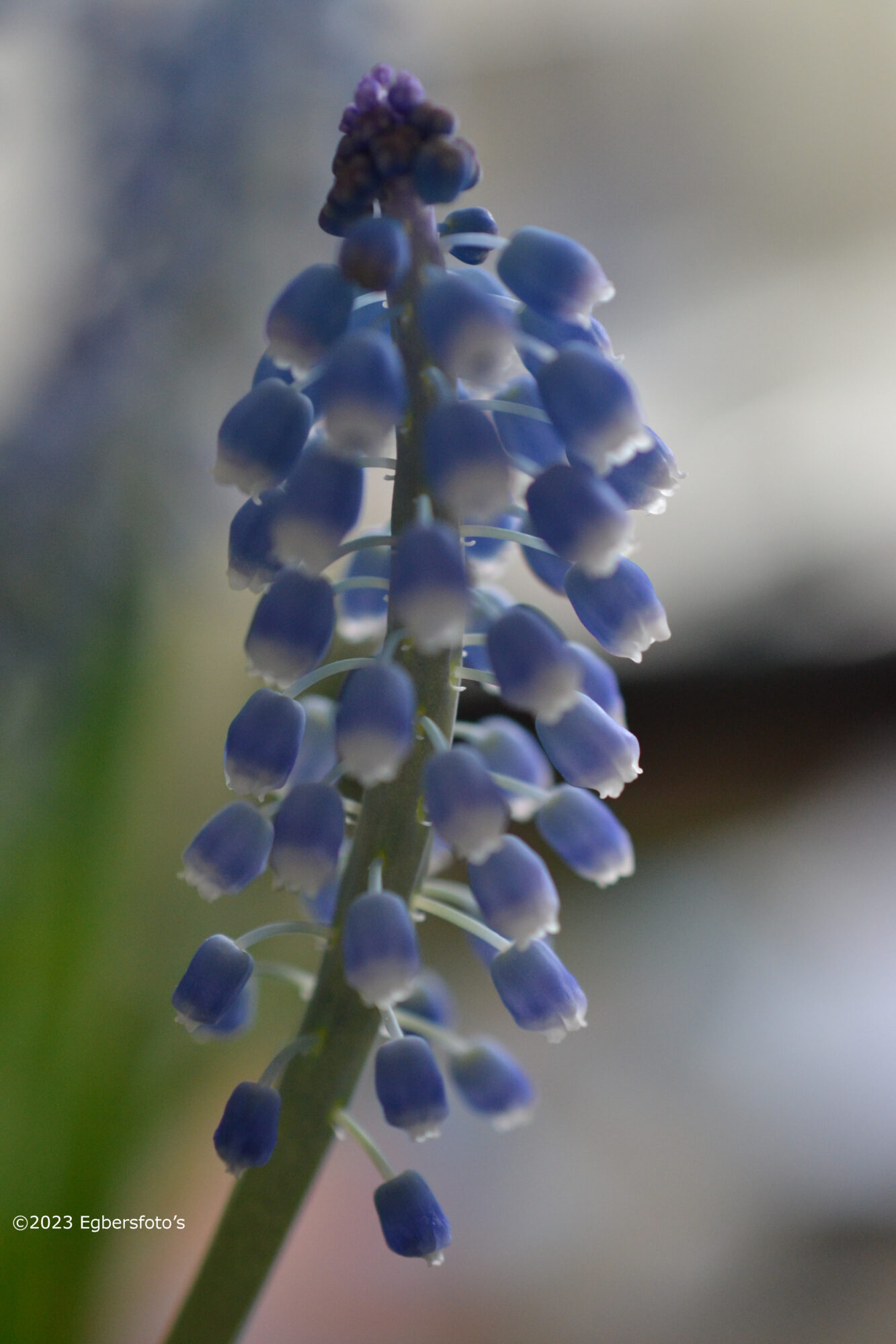 Blauwen druif