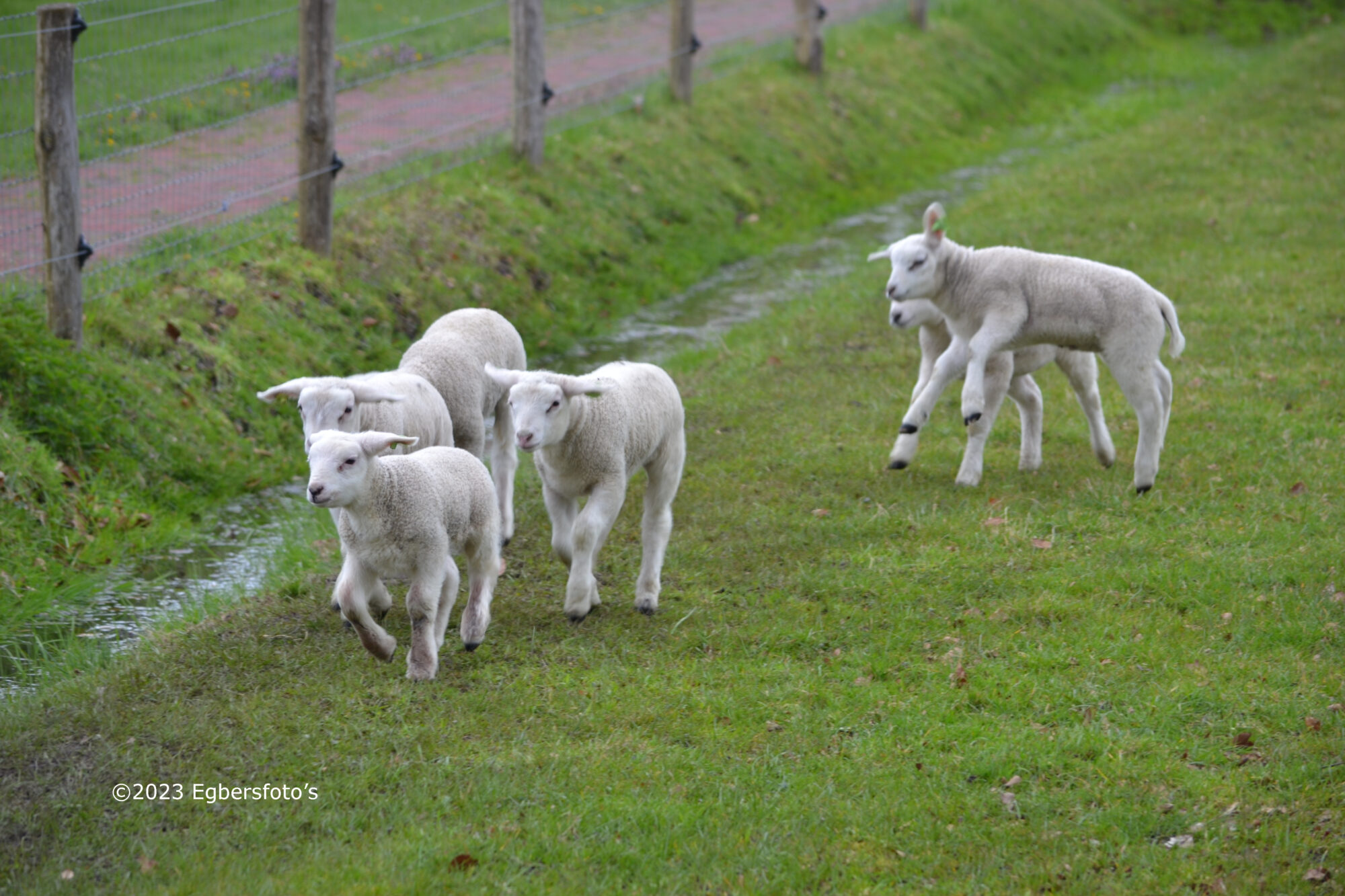 Lammetjes