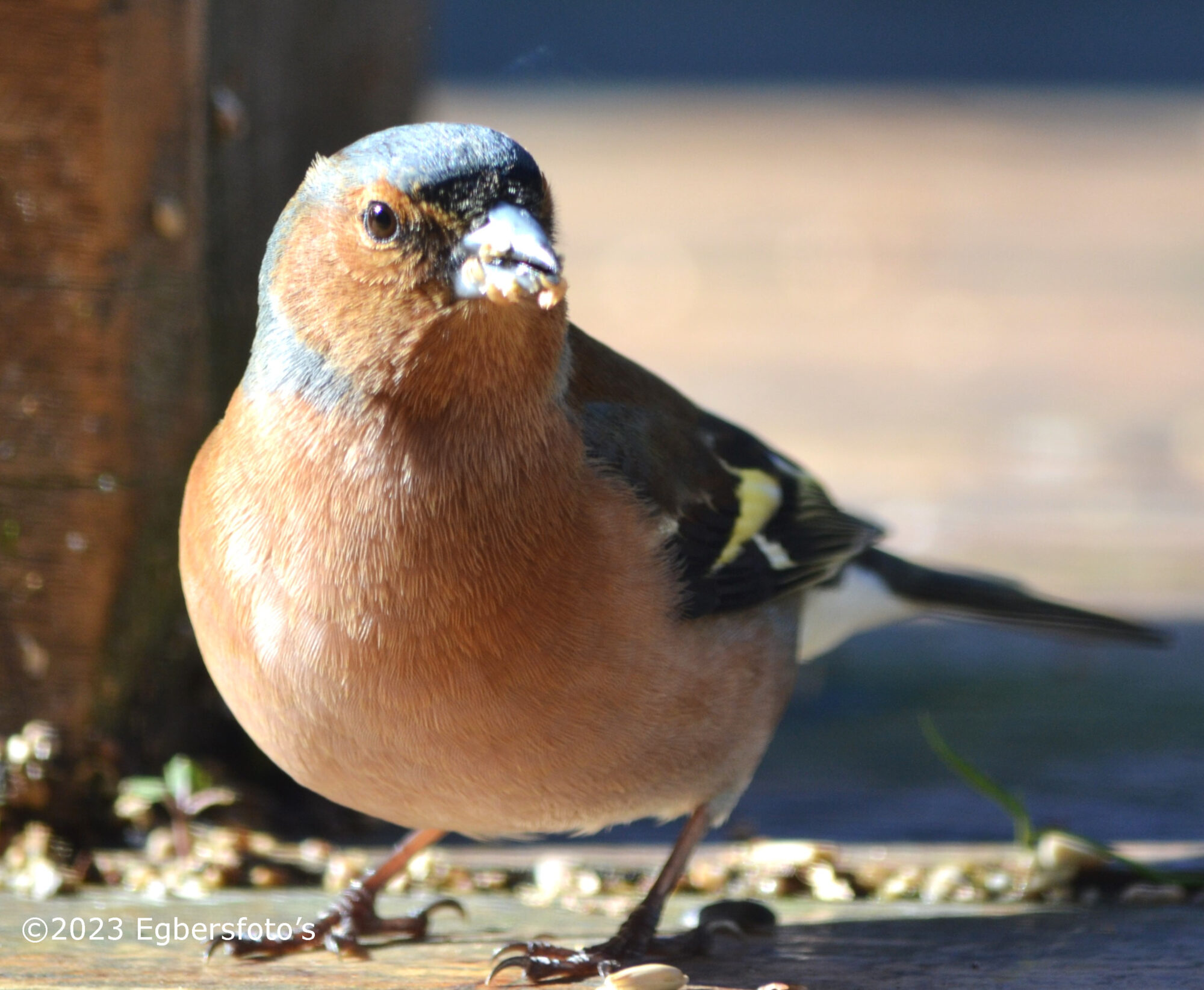 Vink met een bek vol uit de voederbak