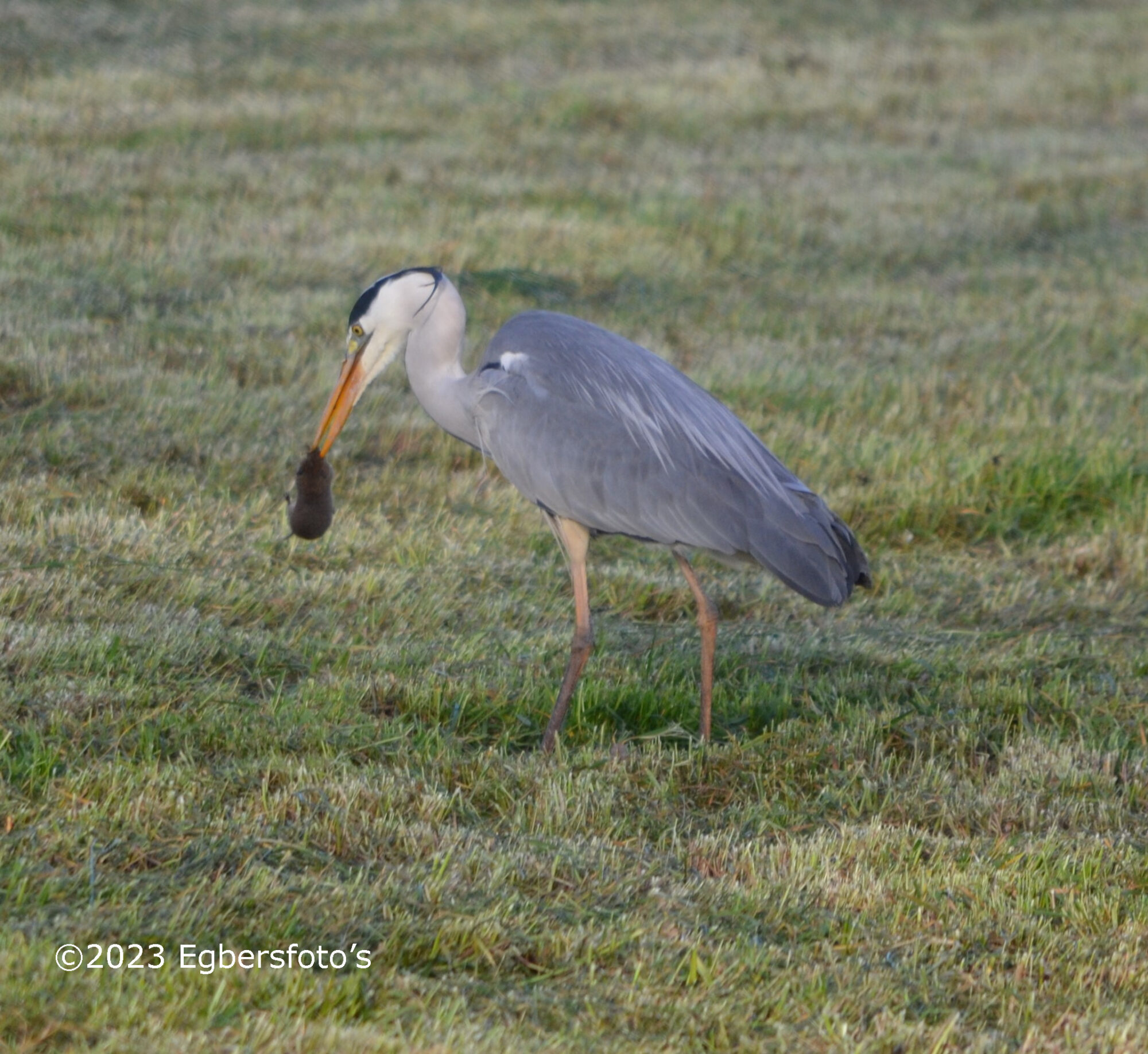 Reiger met mol net nadat het gras was opgeraapt