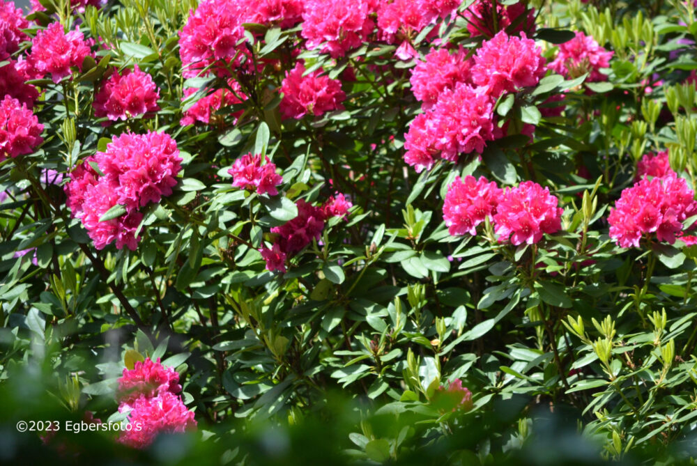 Rode Rododendron