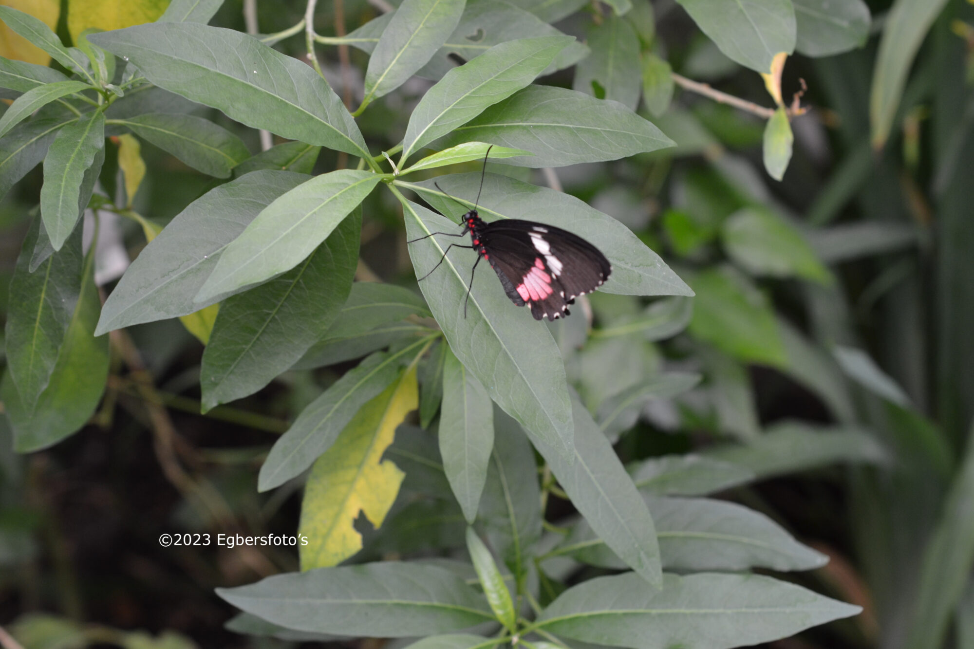 Parides