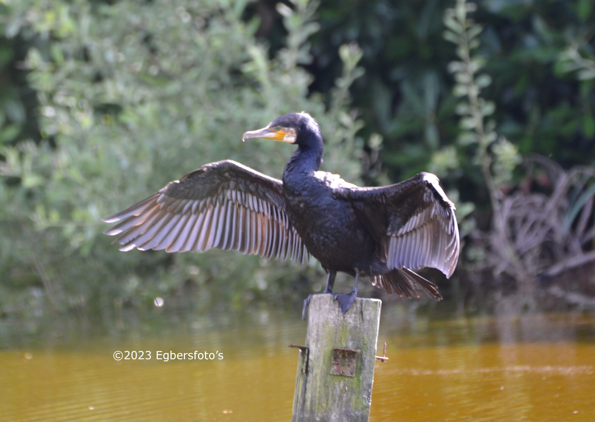 Aalscholver op paal bij Monnikenbosch vijver Soest