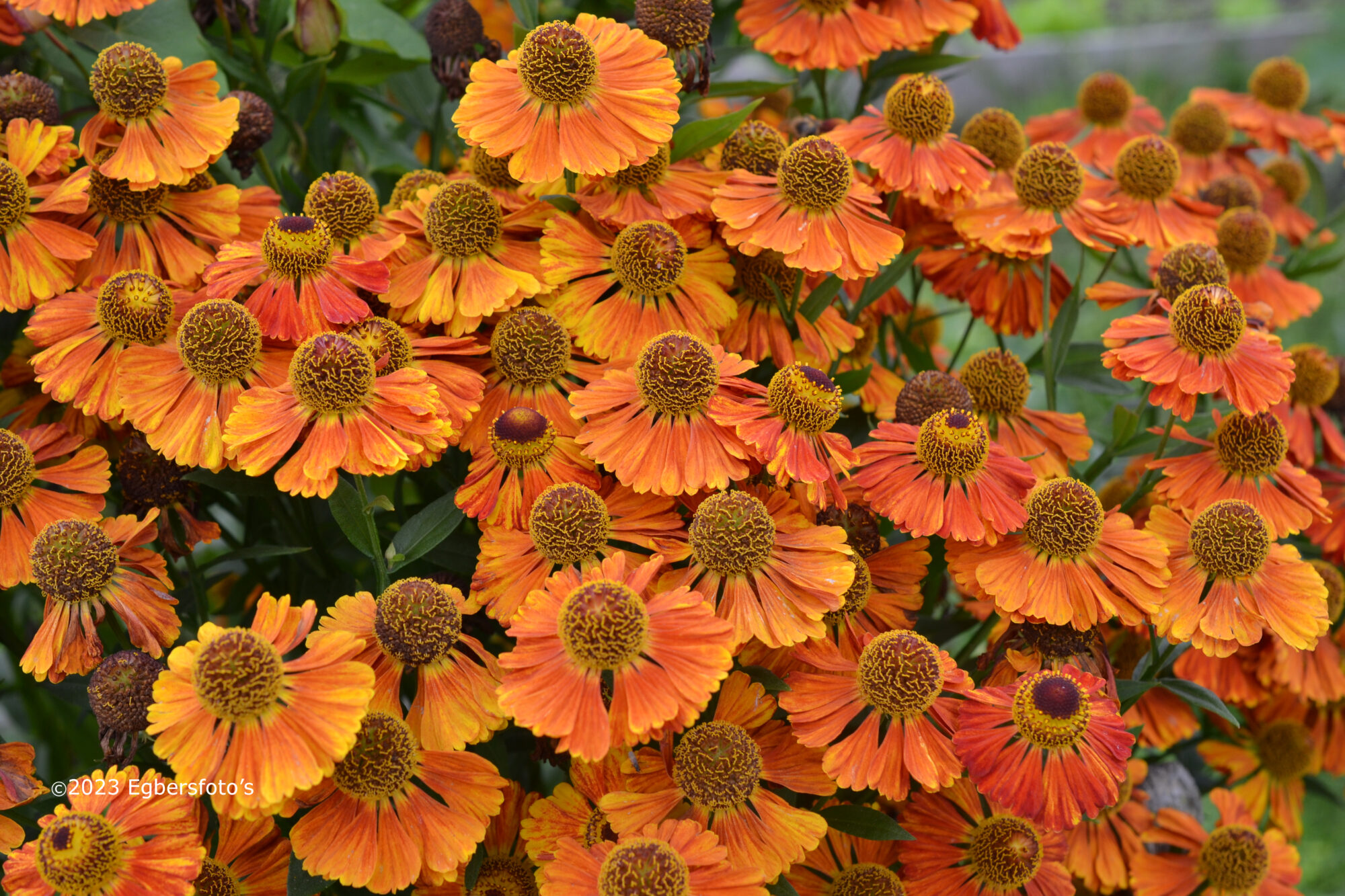 Helenium