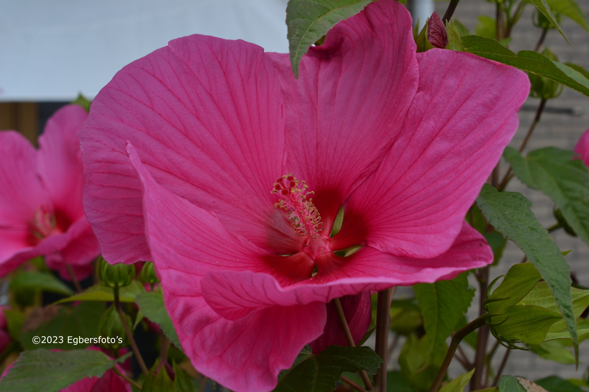 Hibiscus