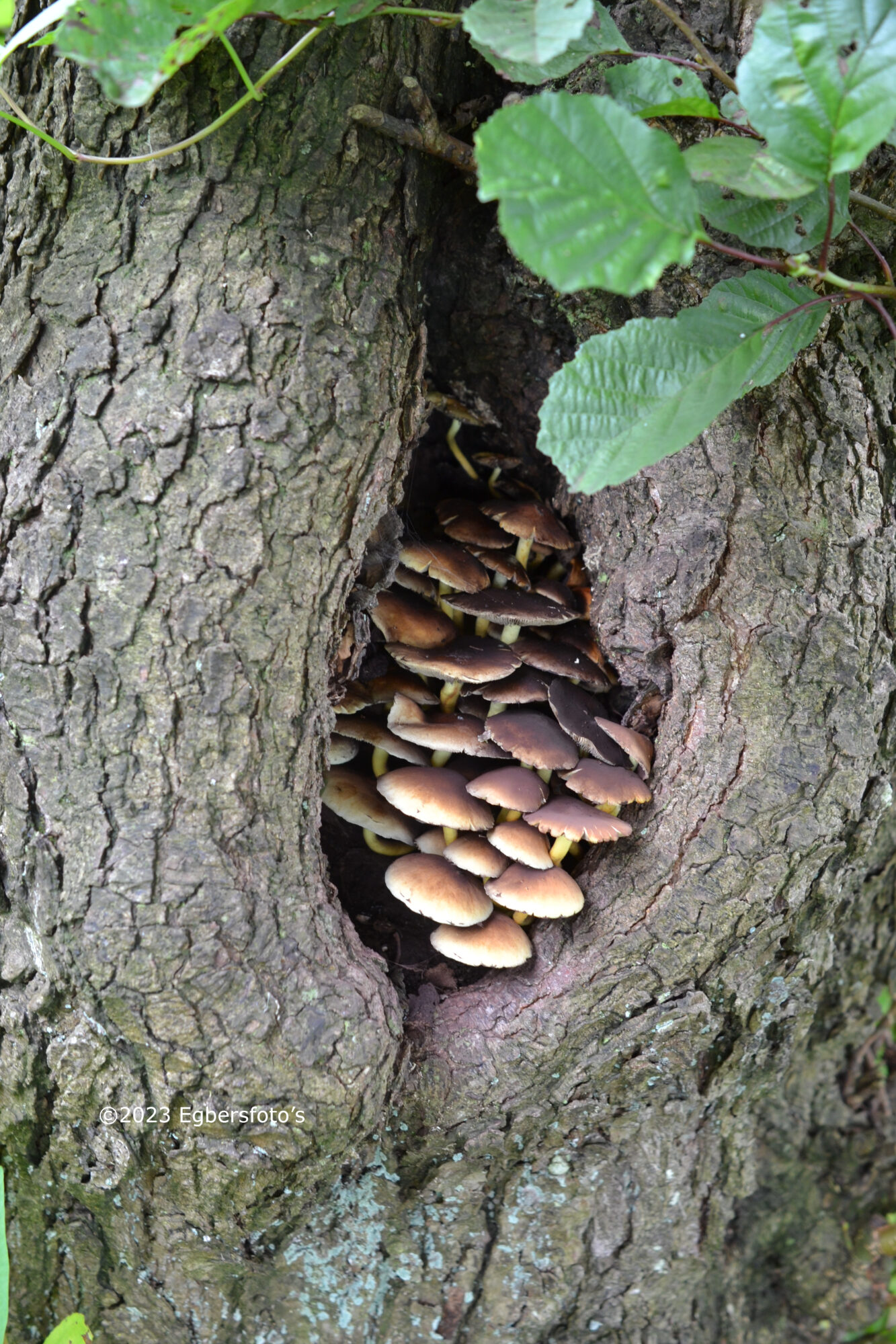 Paddenstoeltjes in de boom