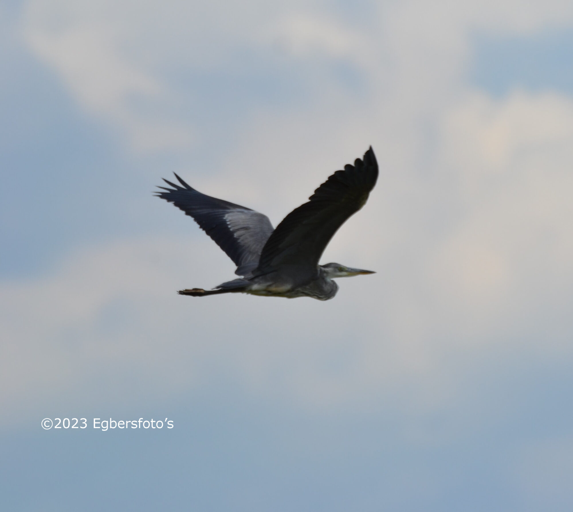 Reiger in vogelvlucht