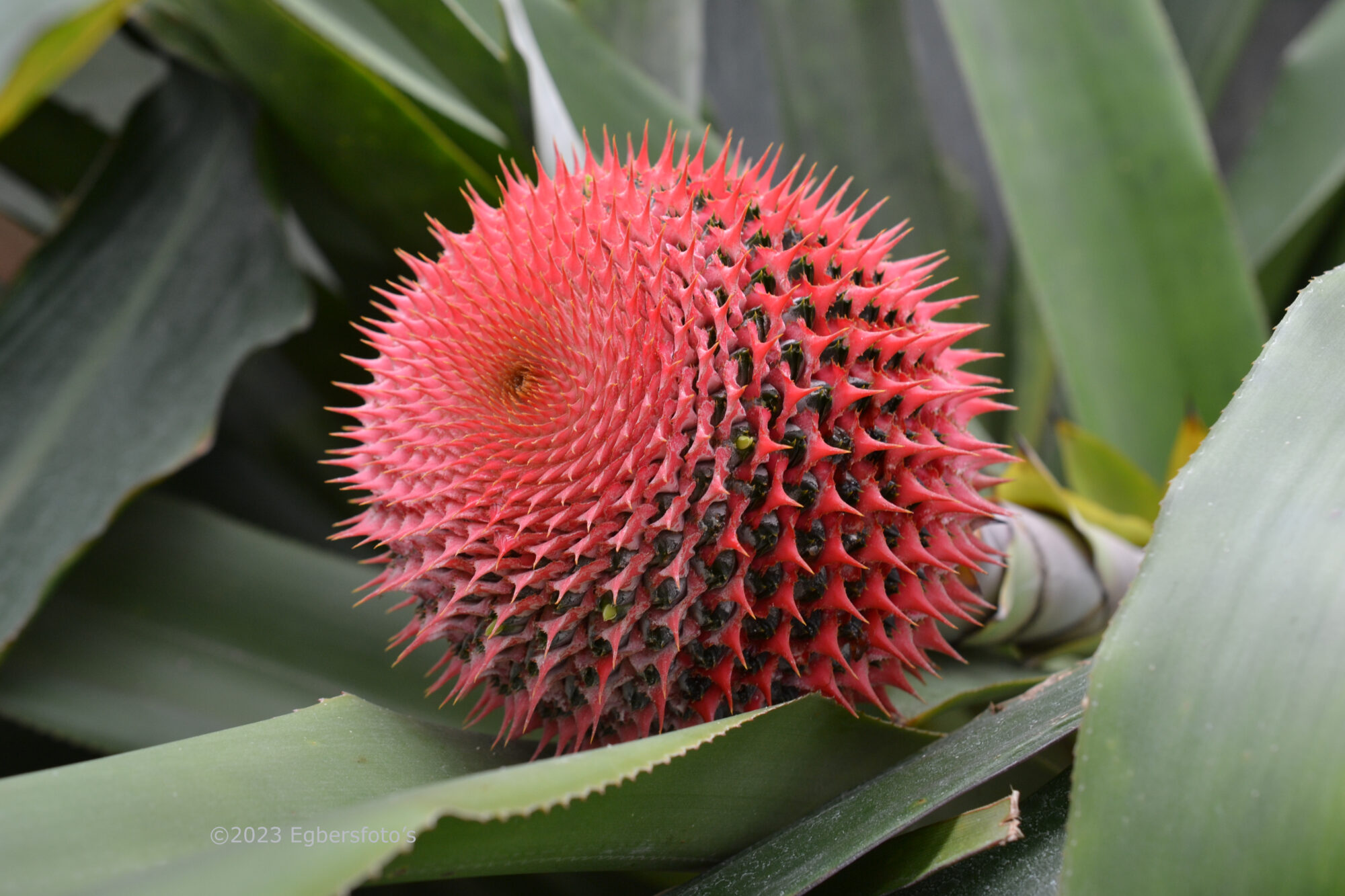 Bromelia