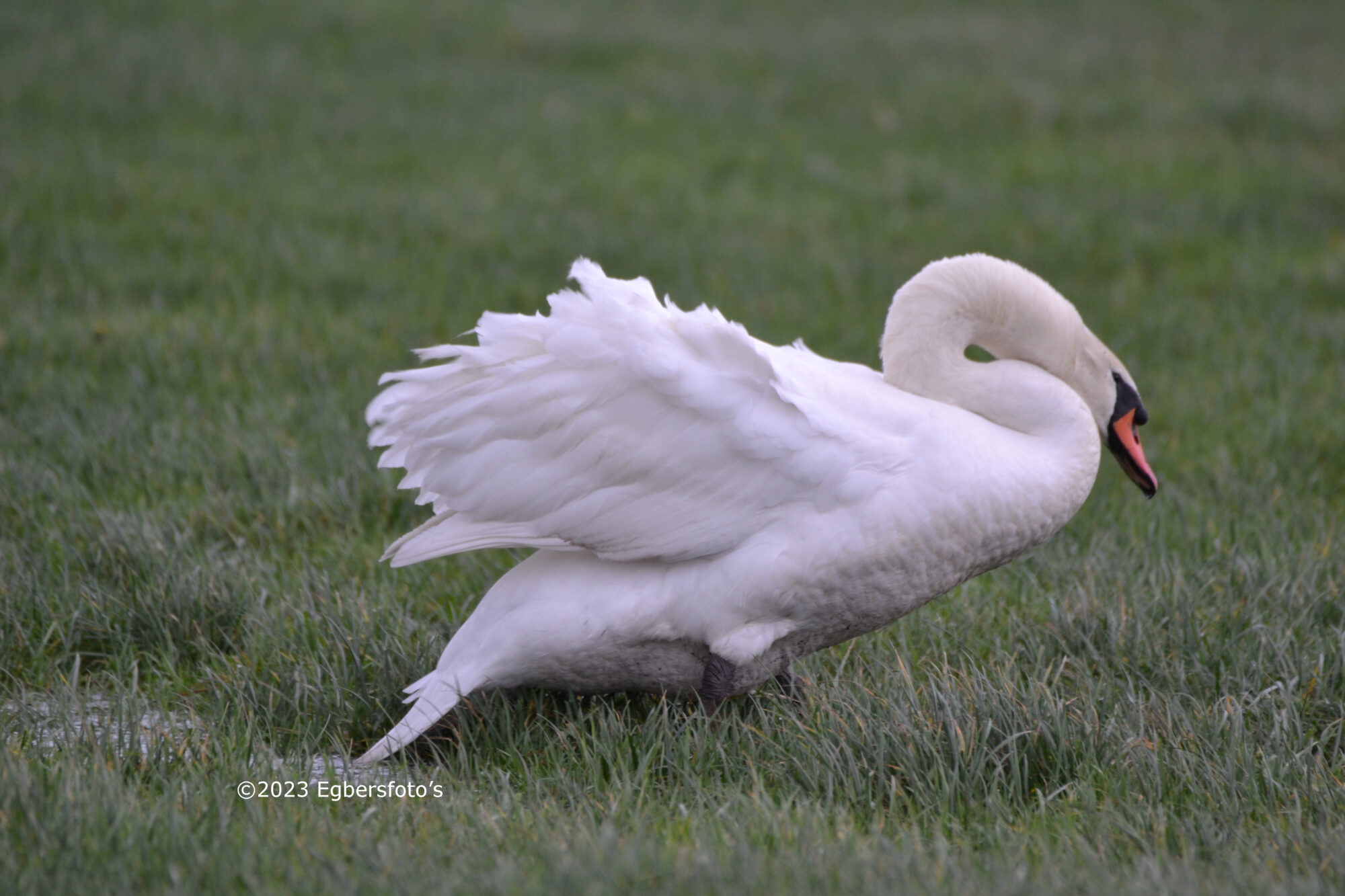 Zwaan volop in de wind