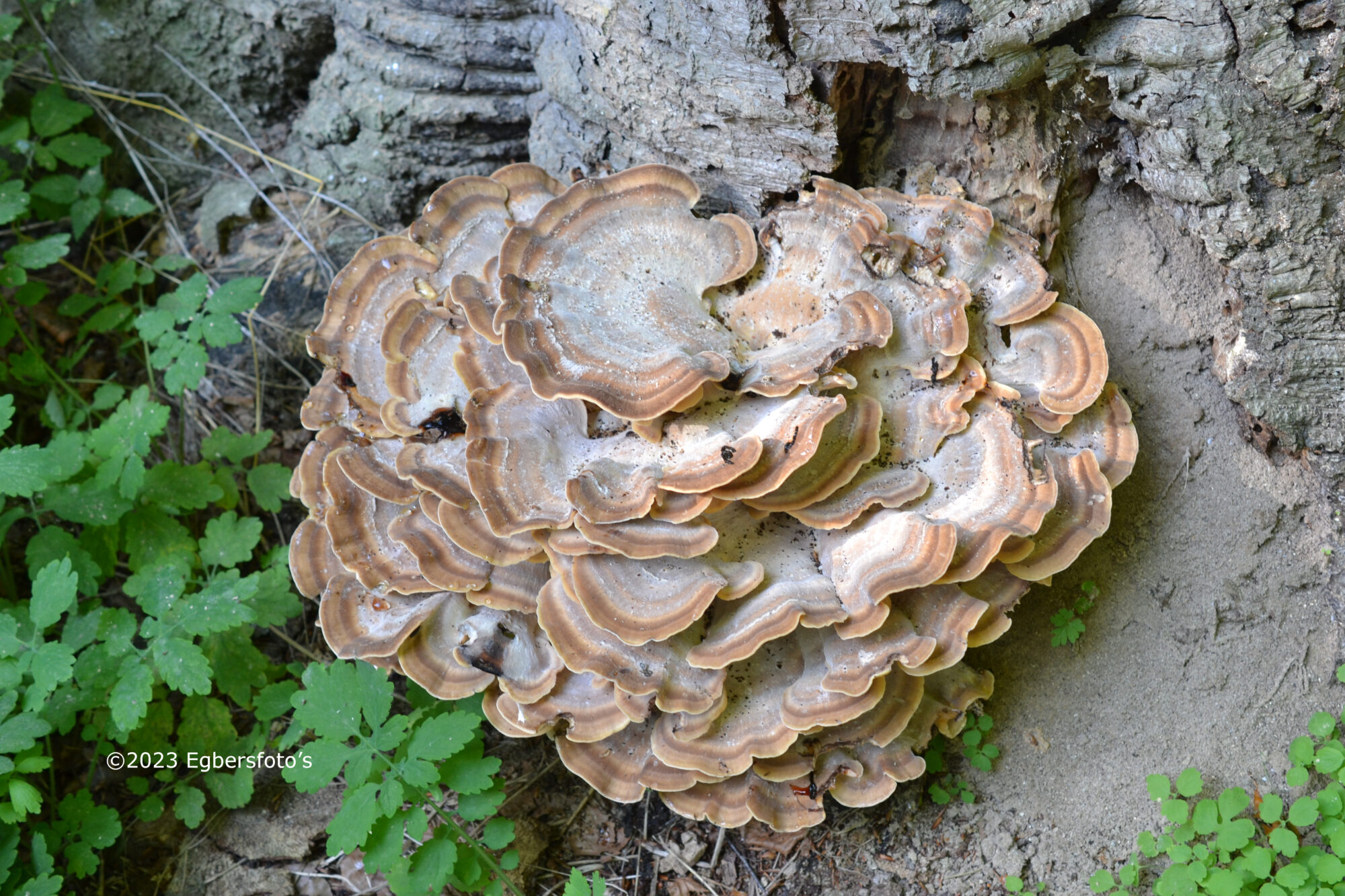 Grote Zwam