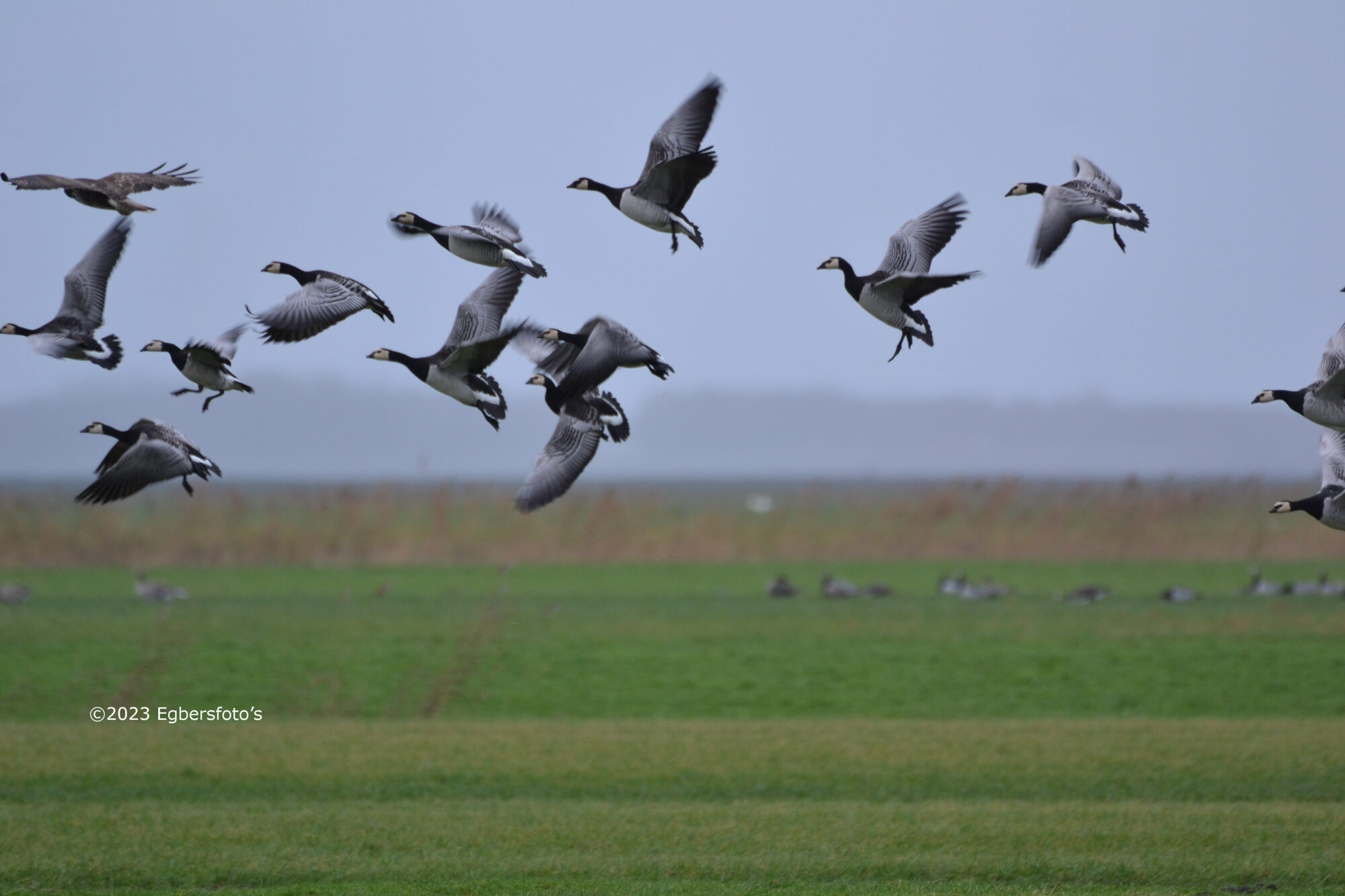 Brand ganzen met links boven een buizerd