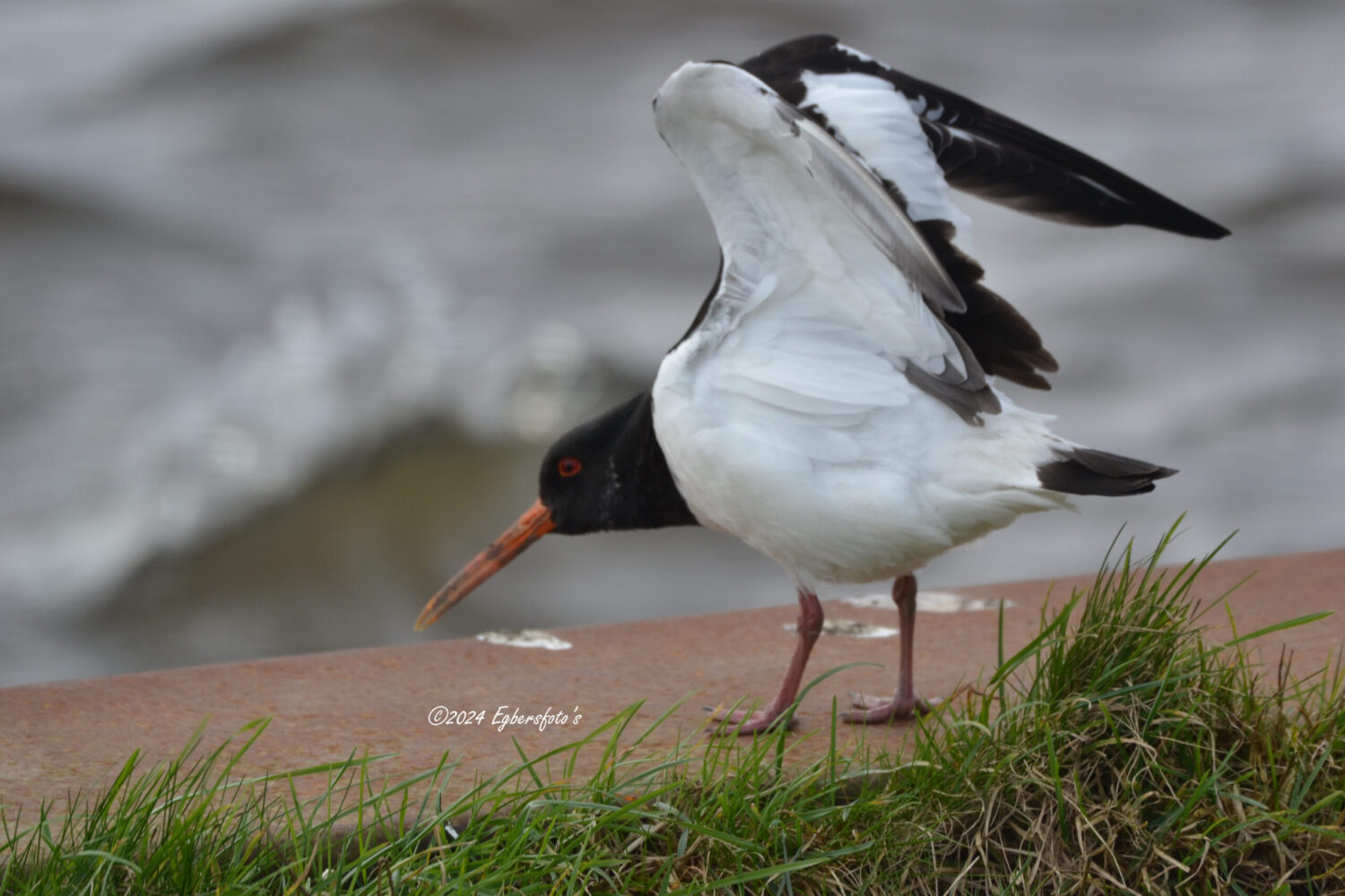 Scholekster op de rand van de Eem