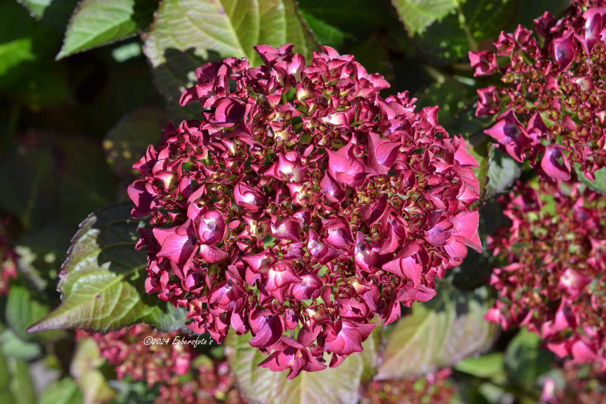 Hortensia