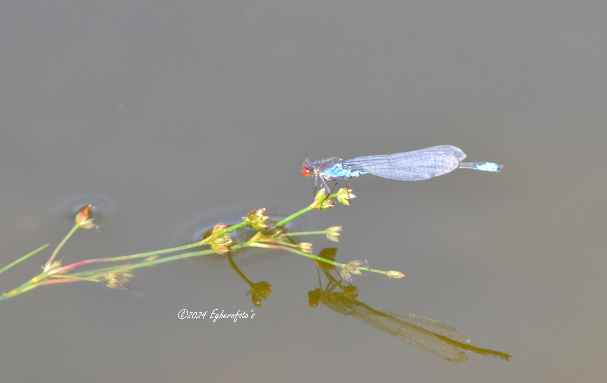 Libel boven stil water