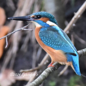 IJsvogel op tak boven de sloot