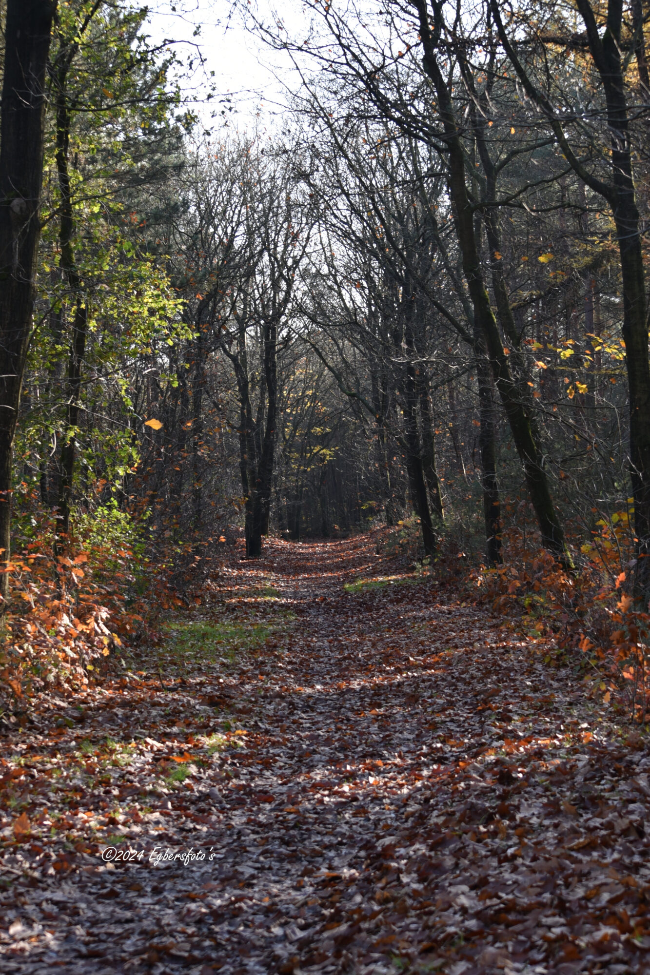 Doorkijk Soester bos