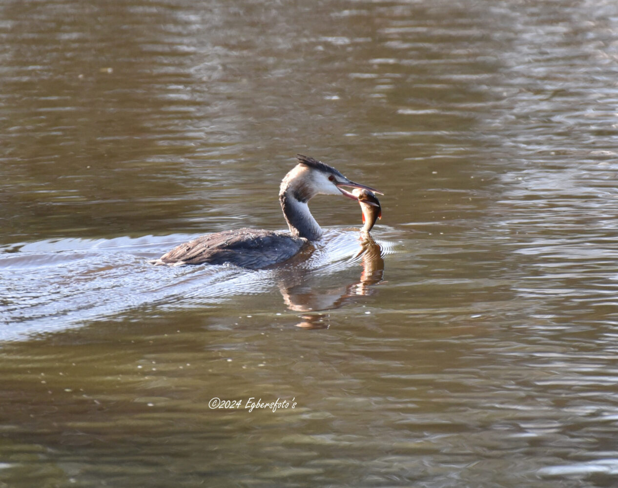 Fuut met gevangen vis