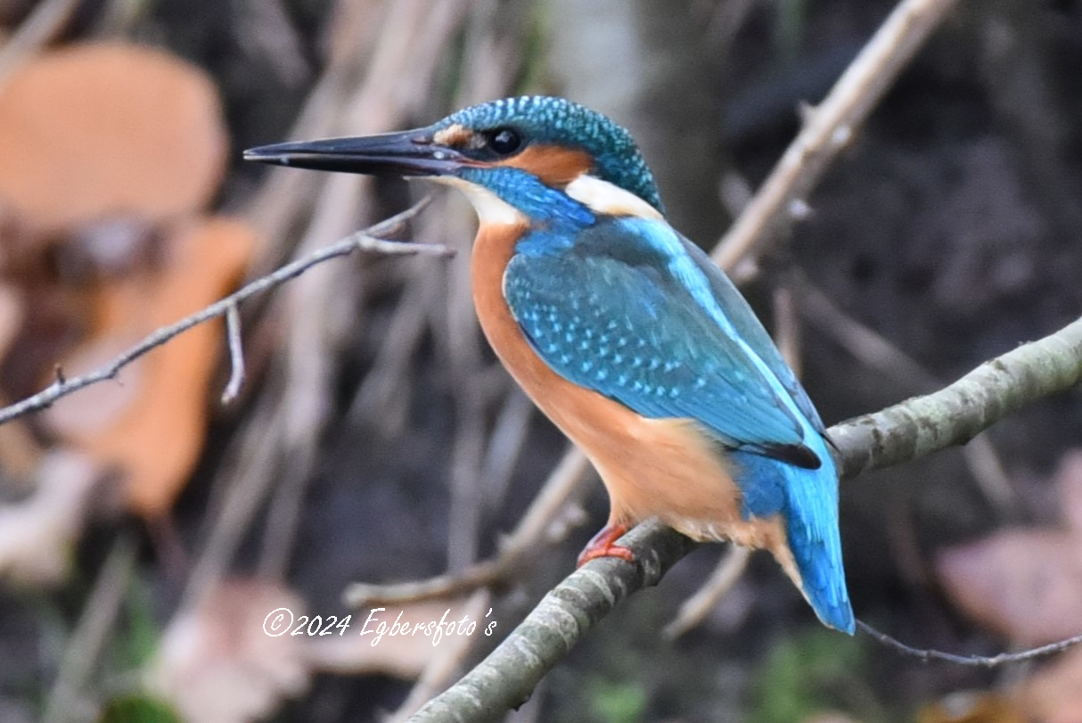 ijsvogel