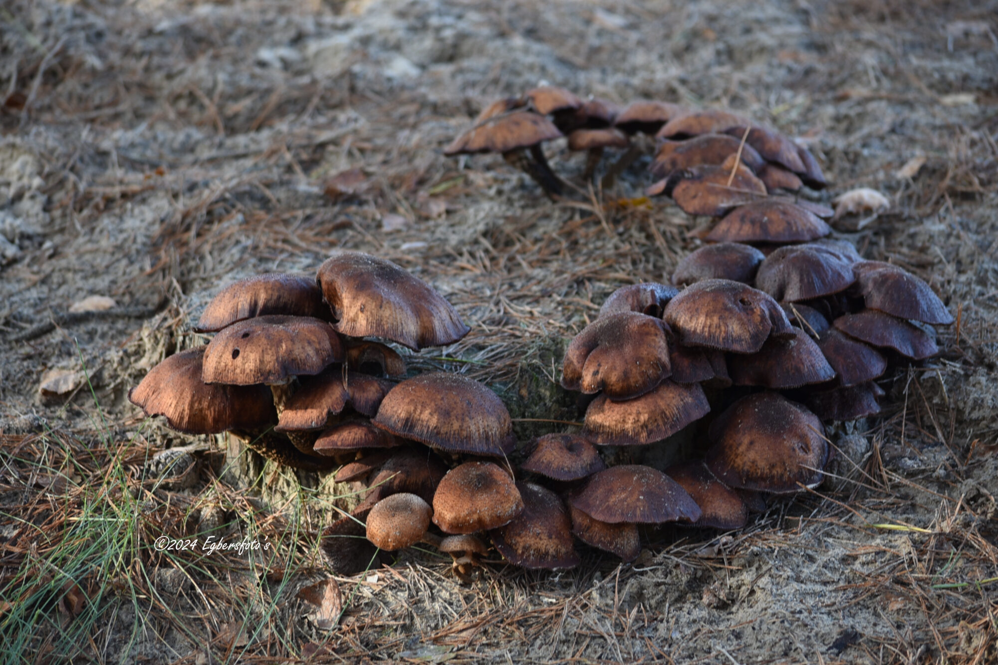 Kring van bruine paddenstoelen