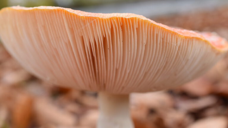 paddenstoel van zijkant