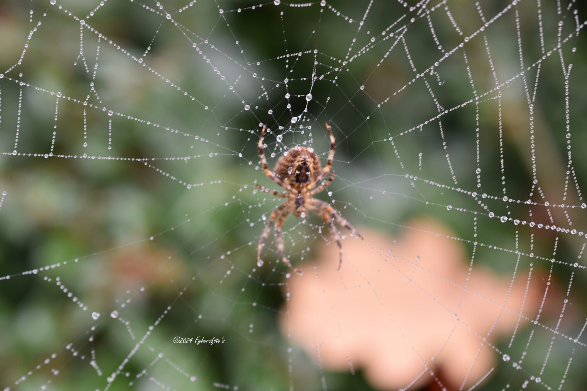 Spin in web met regendruppels